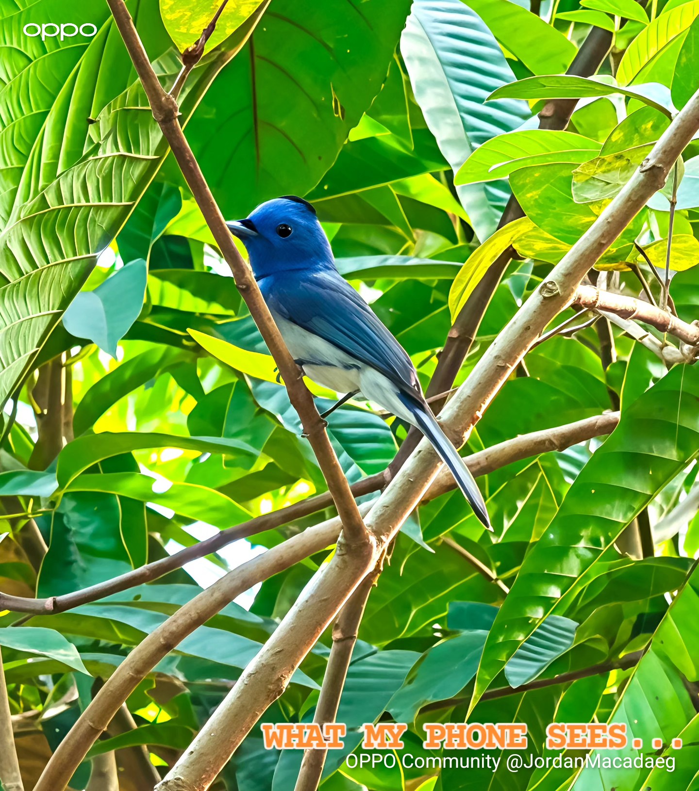 Do you know what bird this is?First time seeing this blue be