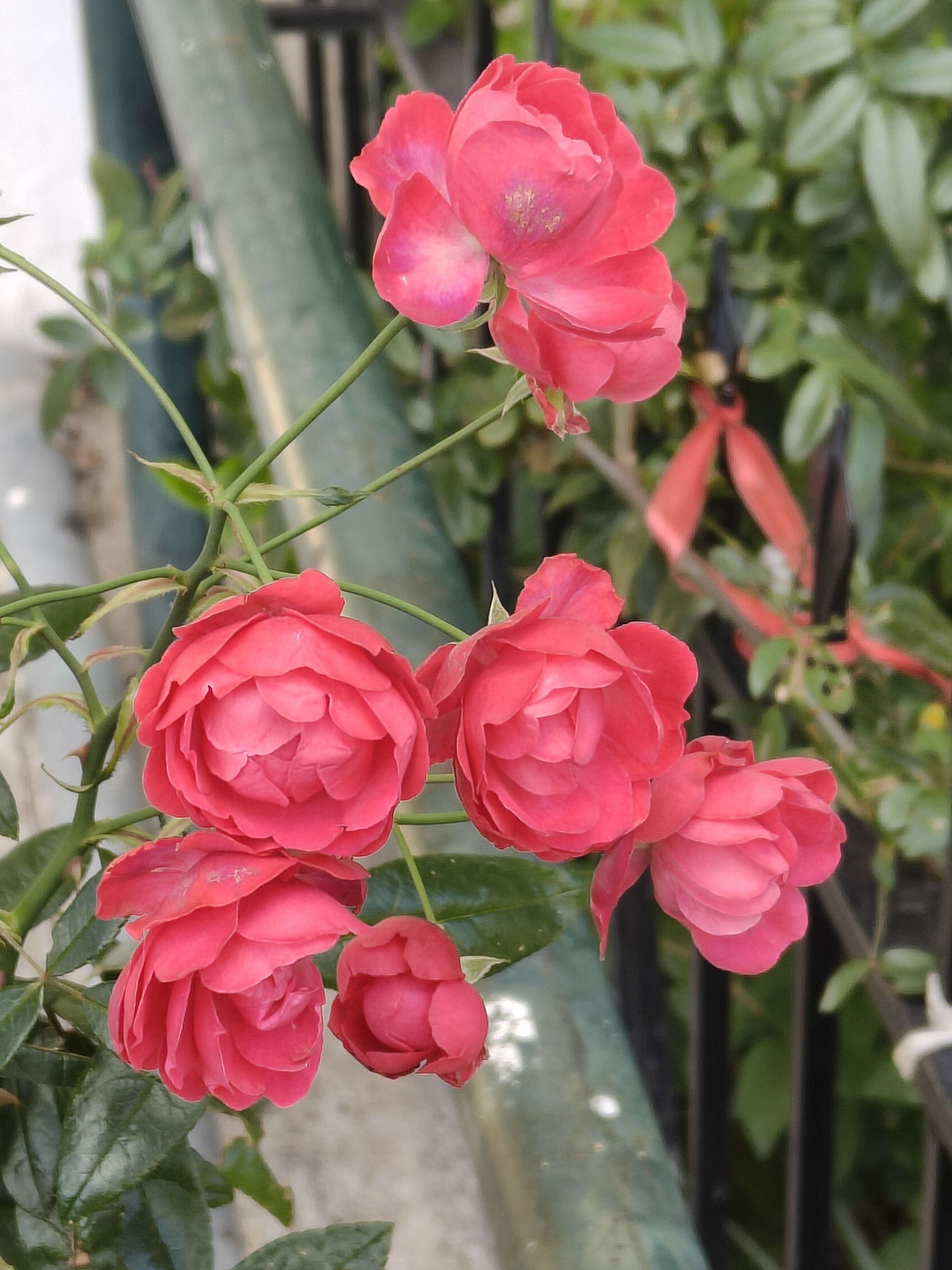 Vibrant Tea Roses In the morning I took pictures of vibrant roses that blooms