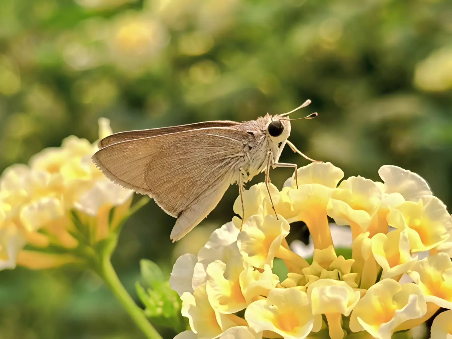 It may look like a moth but it's a butterfly you see here. S