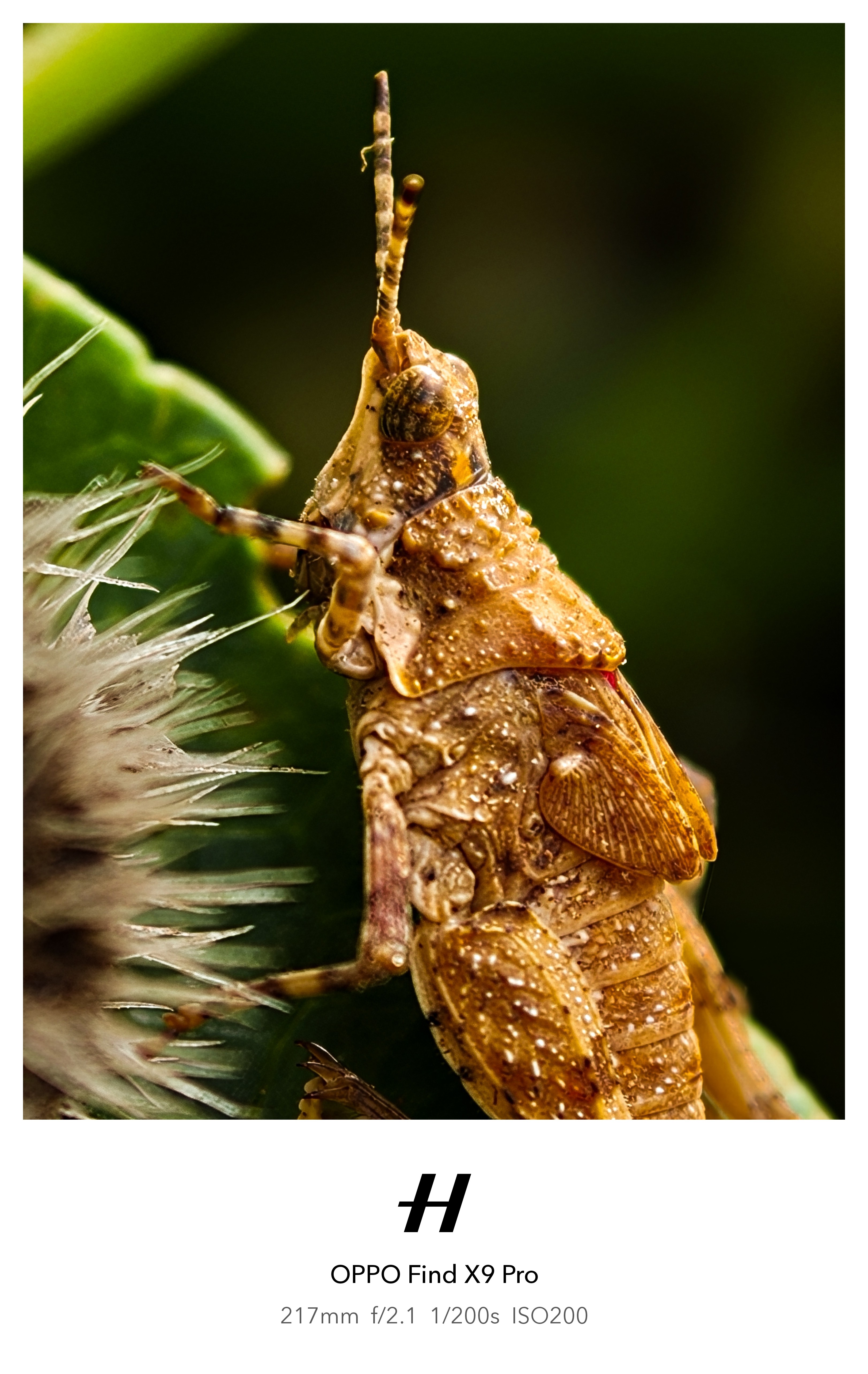 Ouk Insect Hello everyone, hope you had a wonderful day 😊 Here are som