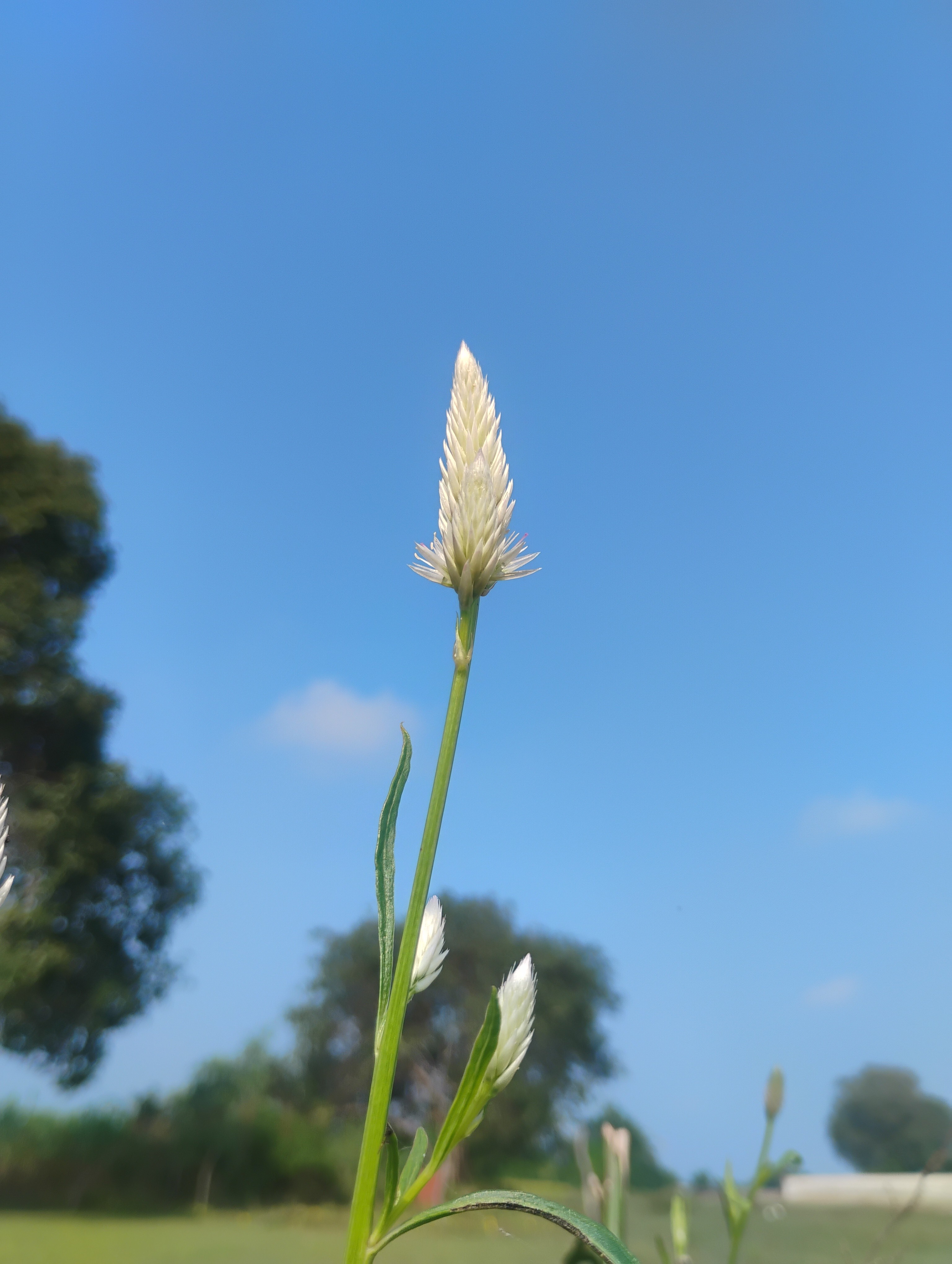 Hi OPPO Humans! 👋Capturing nature's soul 🌿. Note: These ar