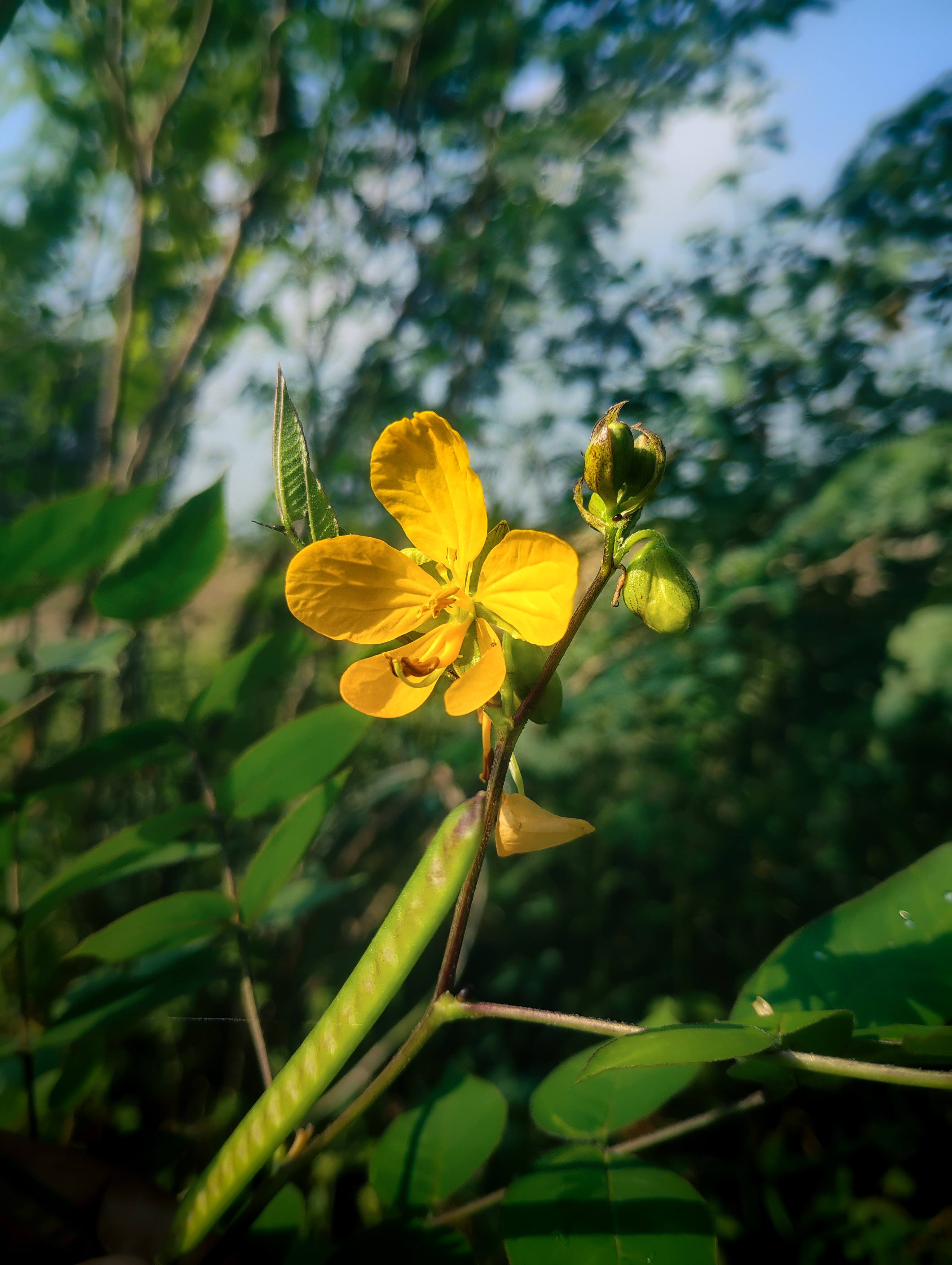 Hi OPPO Humans! 👋Capturing nature's soul 🌿. Note: These ar