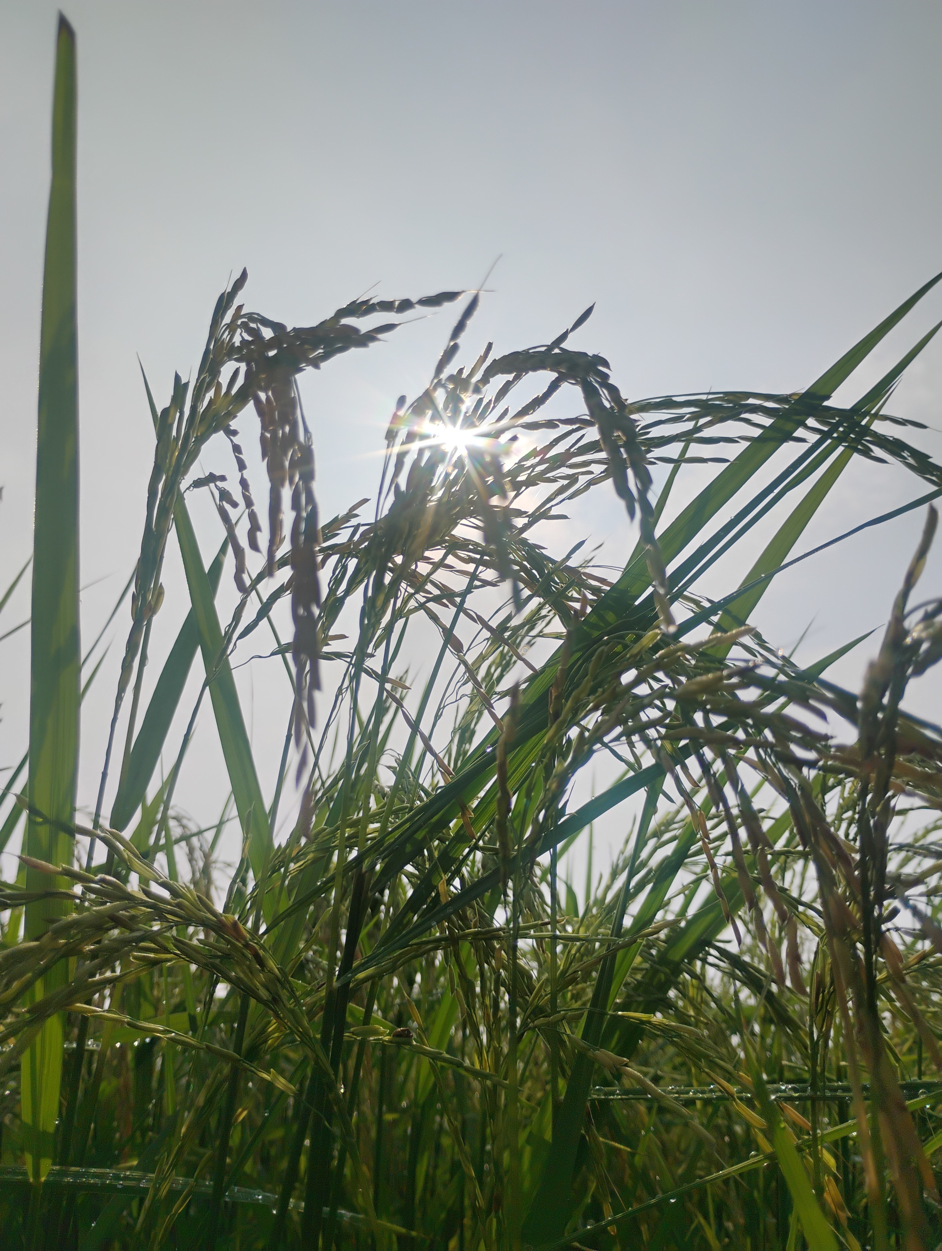 Hi OPPO Humans! 👋Capturing nature's soul 🌿. Note: These ar