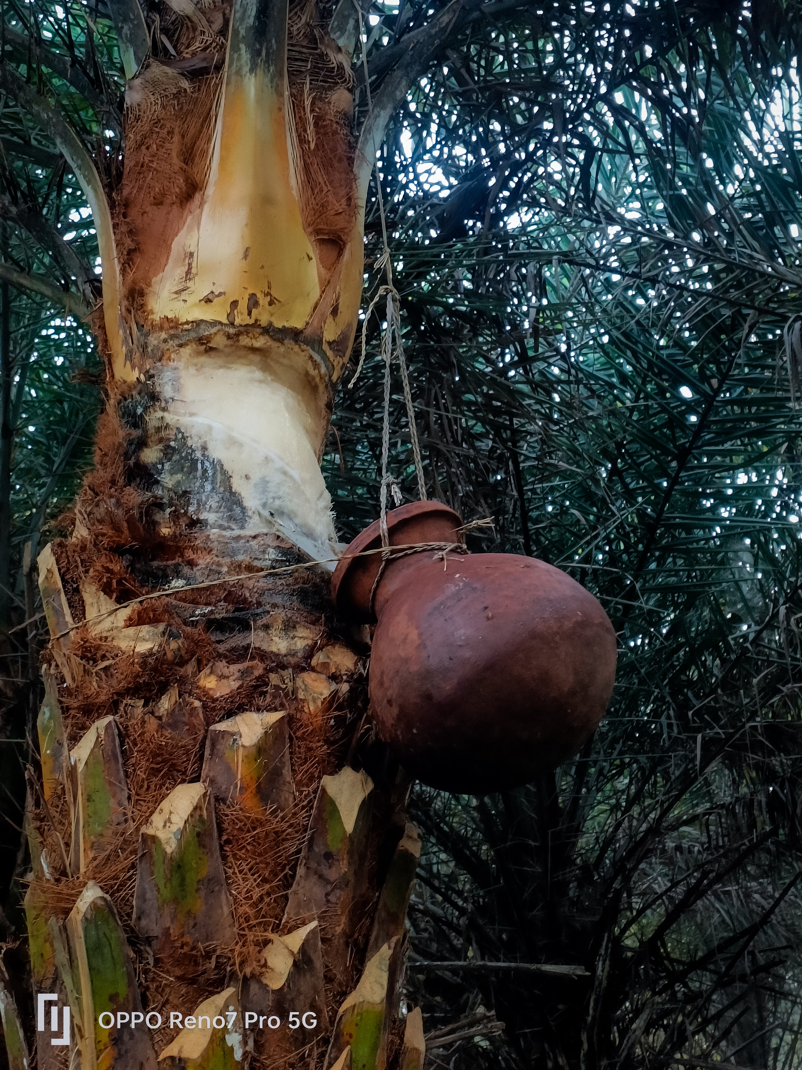 🍯 Jaggery Making Process: From Date Tree to the Pot! | A Glimpse of ...