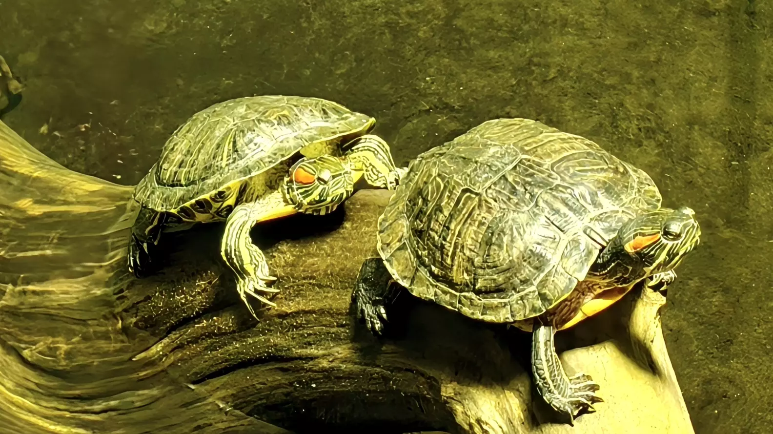 Two Slow Turtles At the edge of a quiet pond, two turtles shared a half‑subme