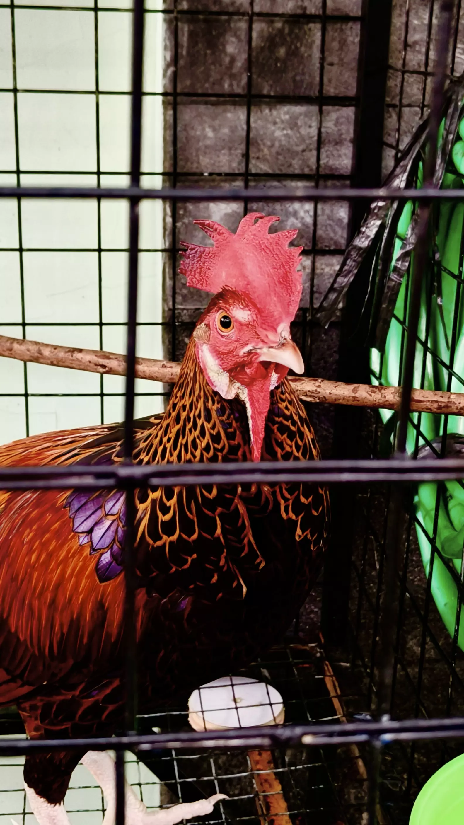 Rooster 🐓