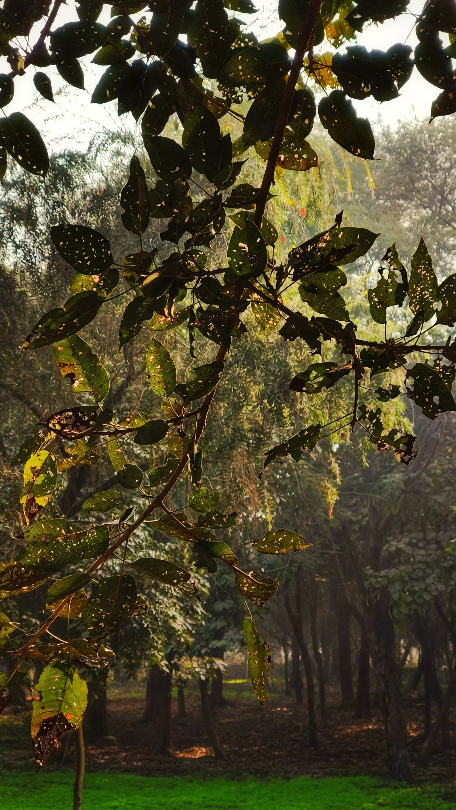 How can you say that there are insects around you? Well look