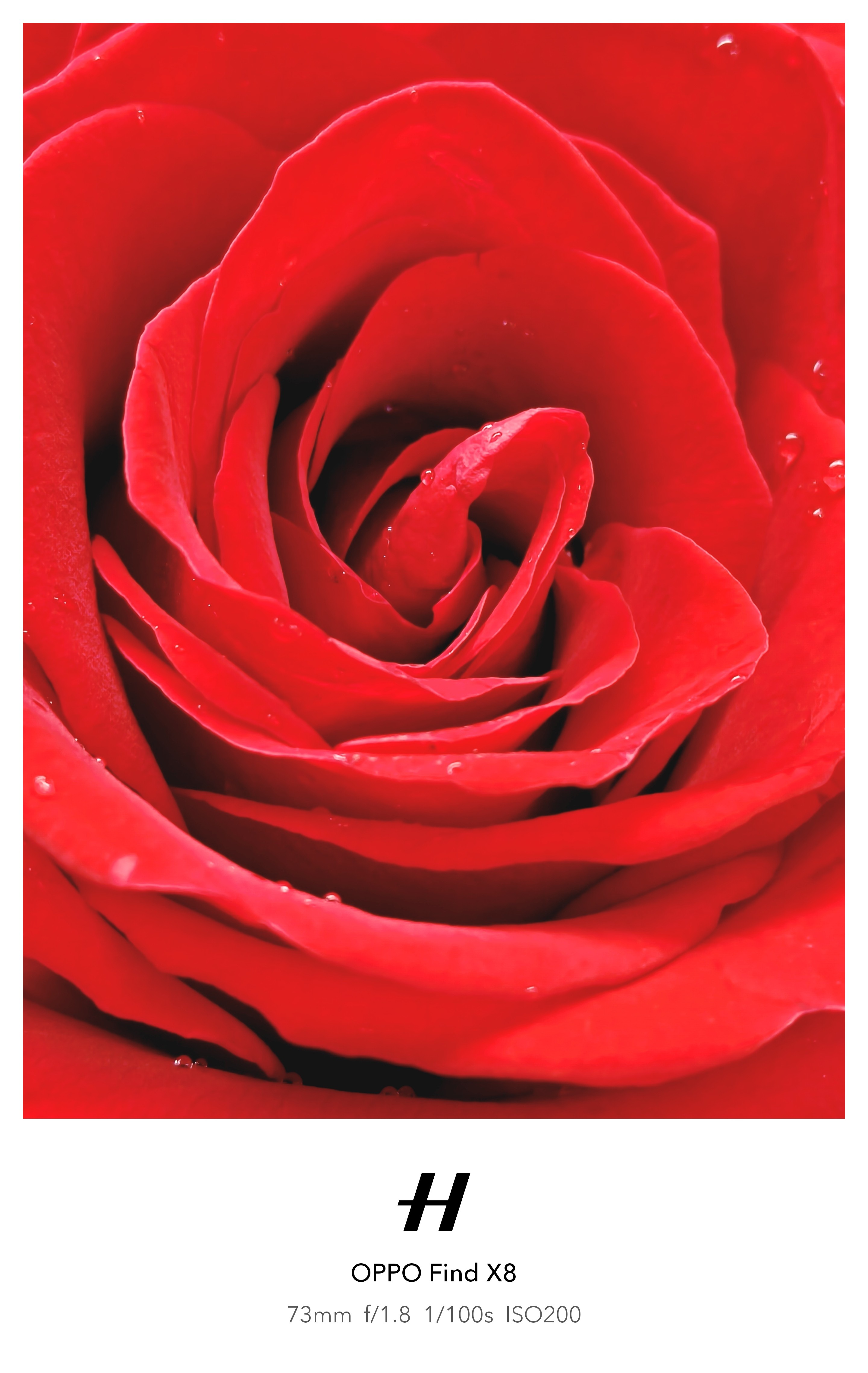 Red Rosen Layer This red rose holds layers of warmth and resilience . It doe