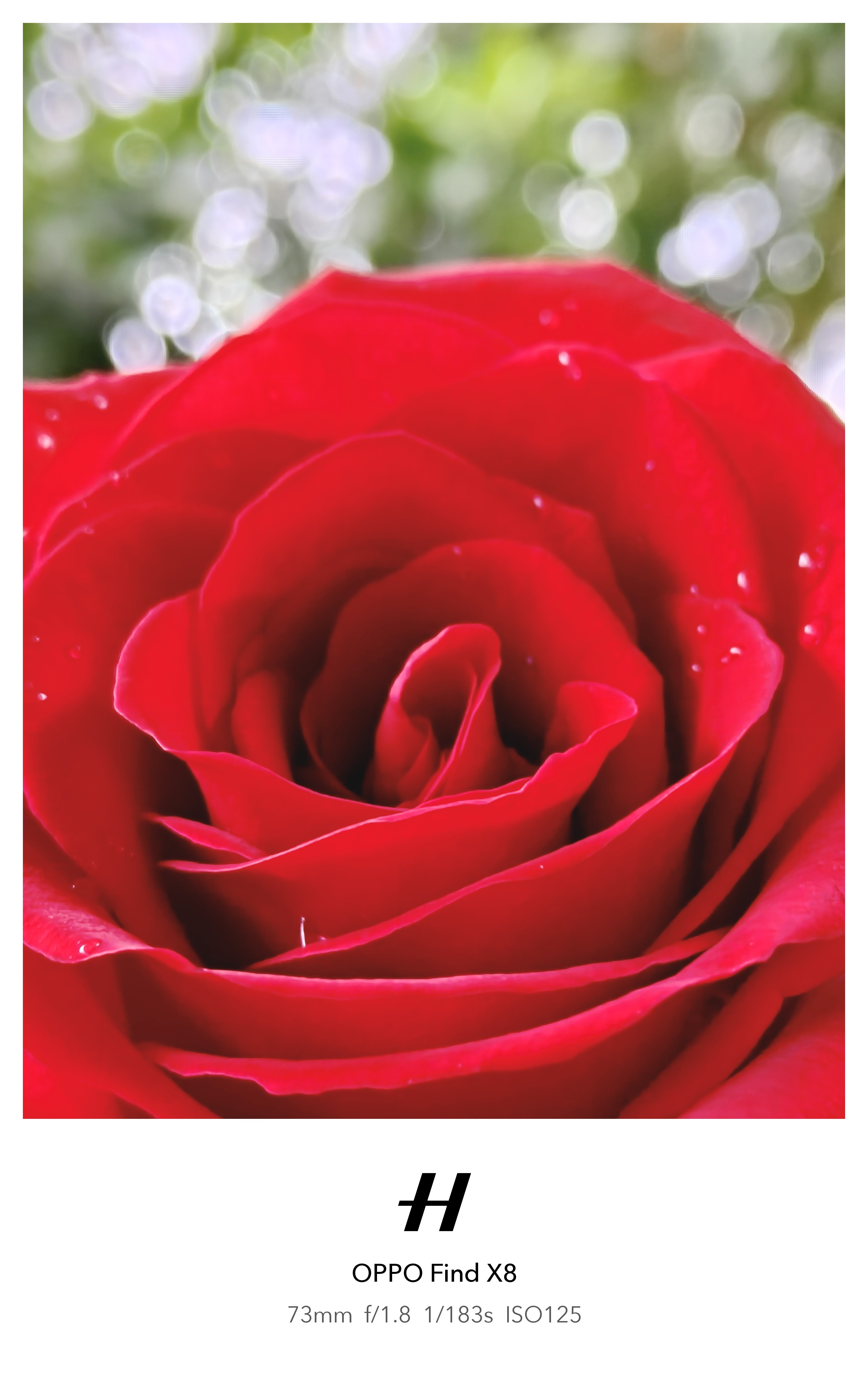 Red Rosen Layer This red rose holds layers of warmth and resilience . It doe