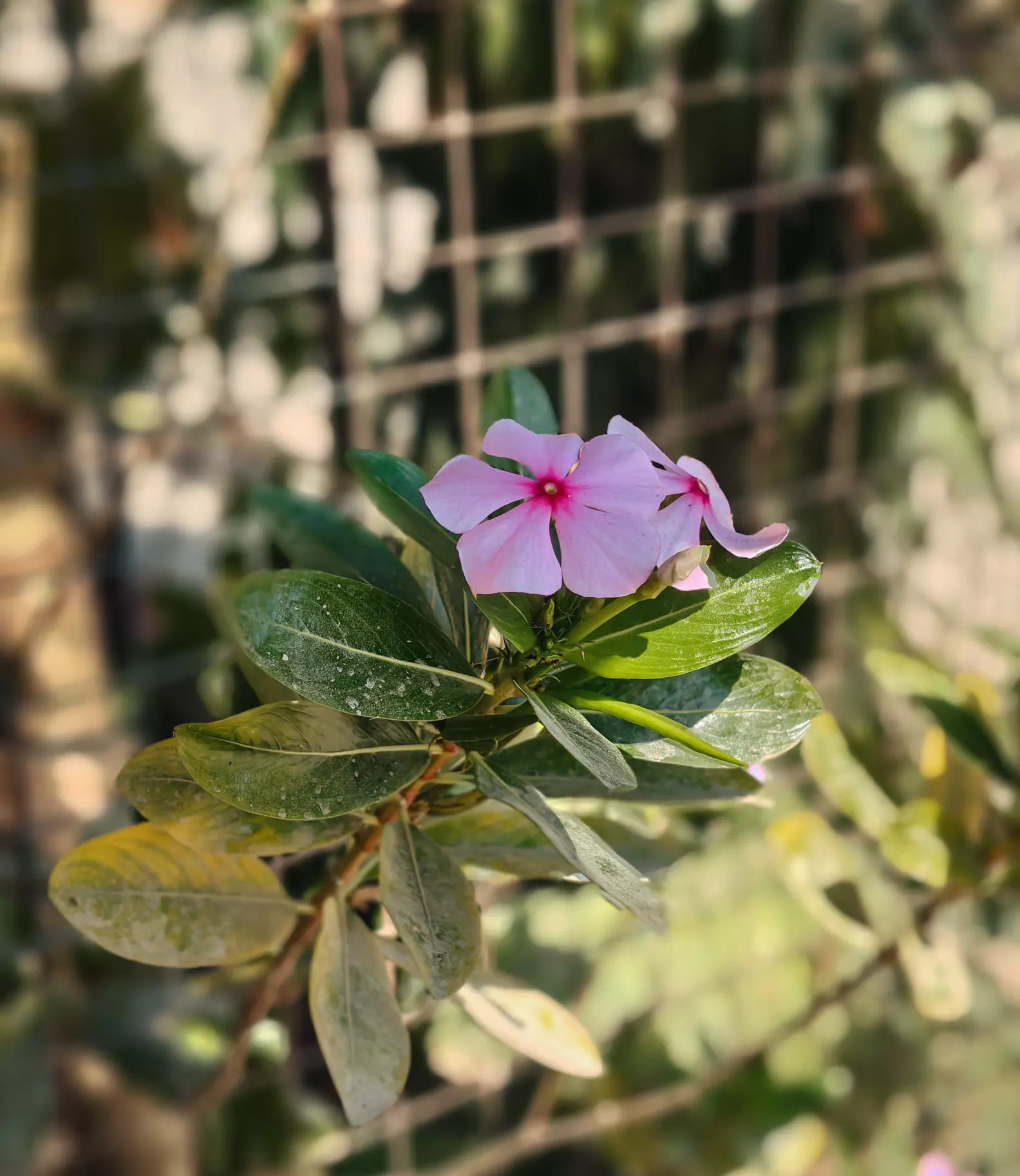This delicate pink bloom looks like it woke up early, put on