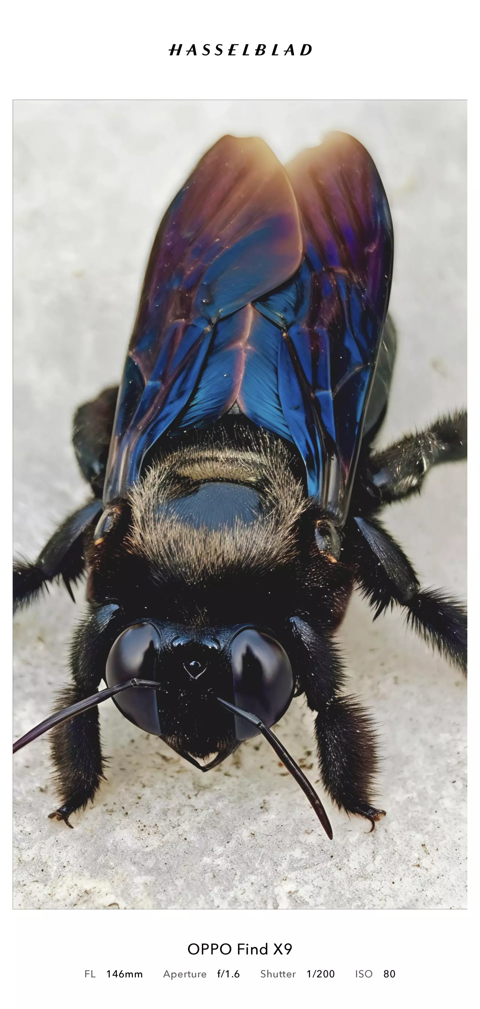 It’s amazing to see how much detail a tiny insect reveals wh