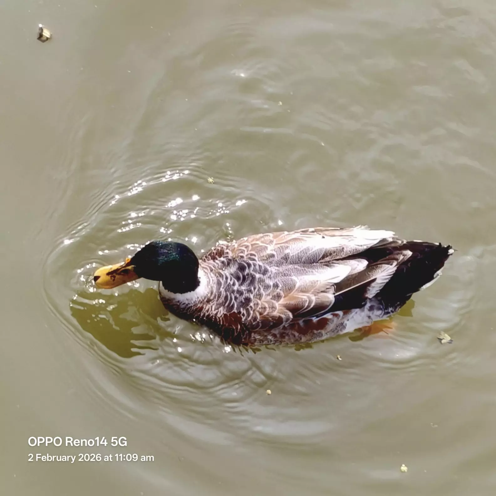Duck 🦆