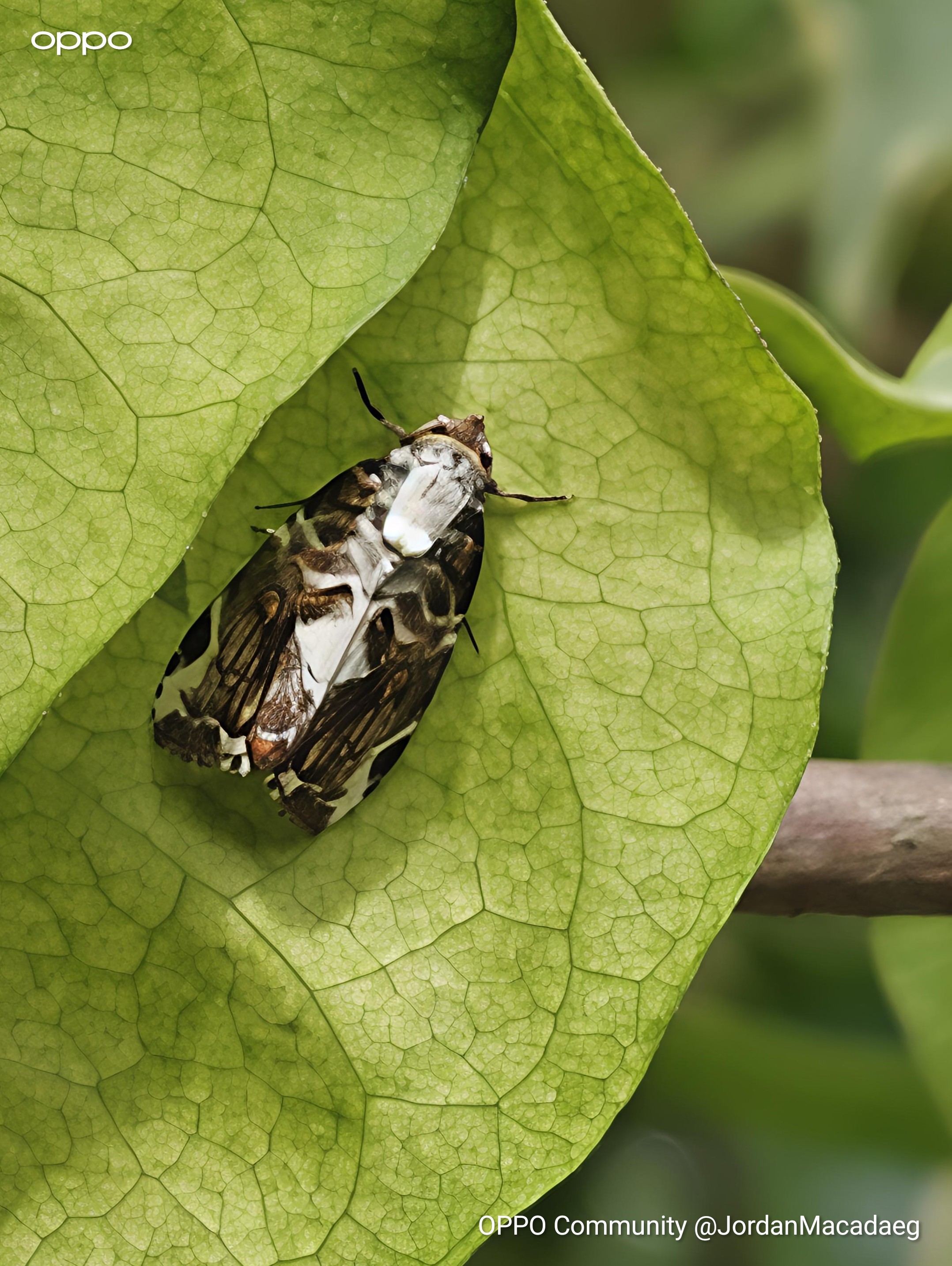 Look at this tiny bug I found in the garden, it even looks l