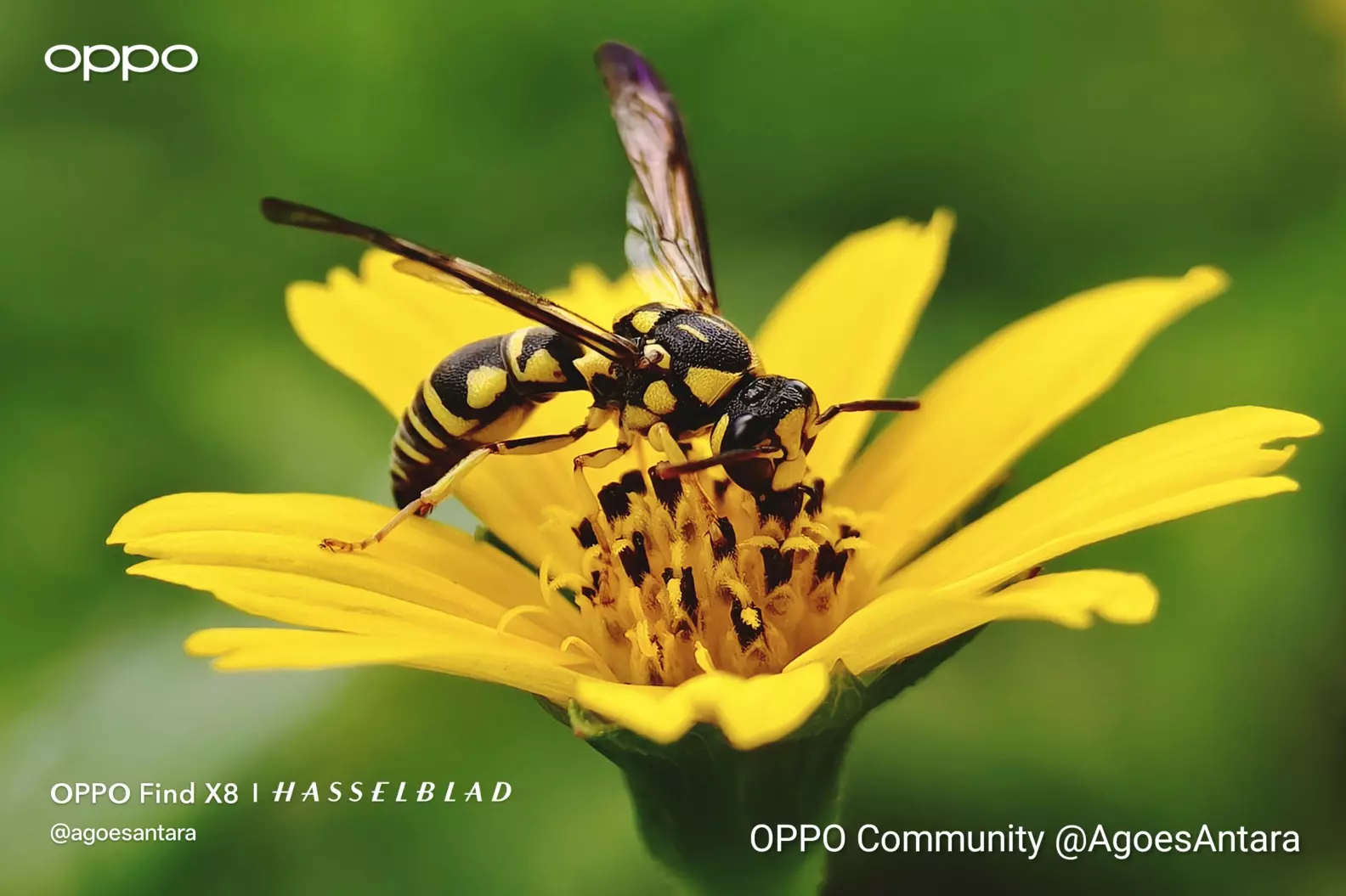 I always try to capture every detail of the insects I find a