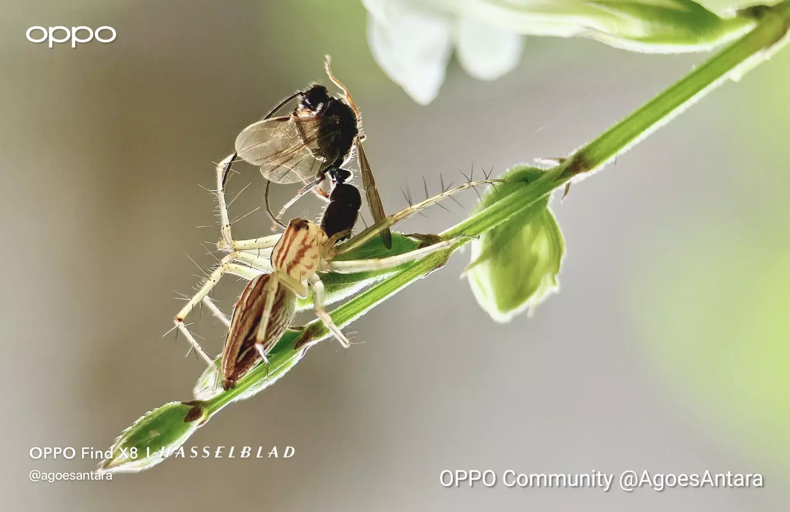 Thread Like Insect Some small insect that I have taken few weeks ago, just arra