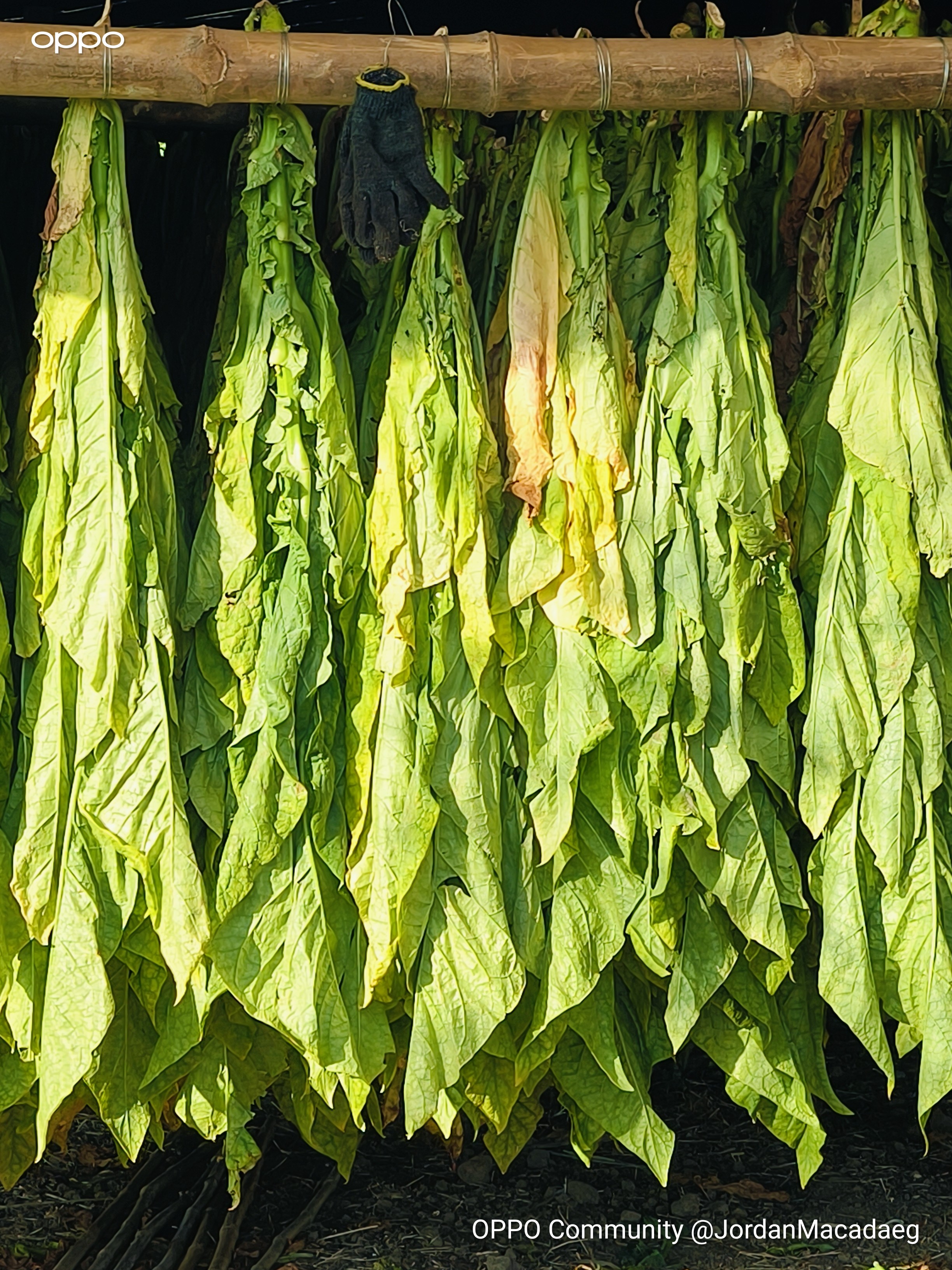 This is how tobacco looks when it is air-dried. Each plant i