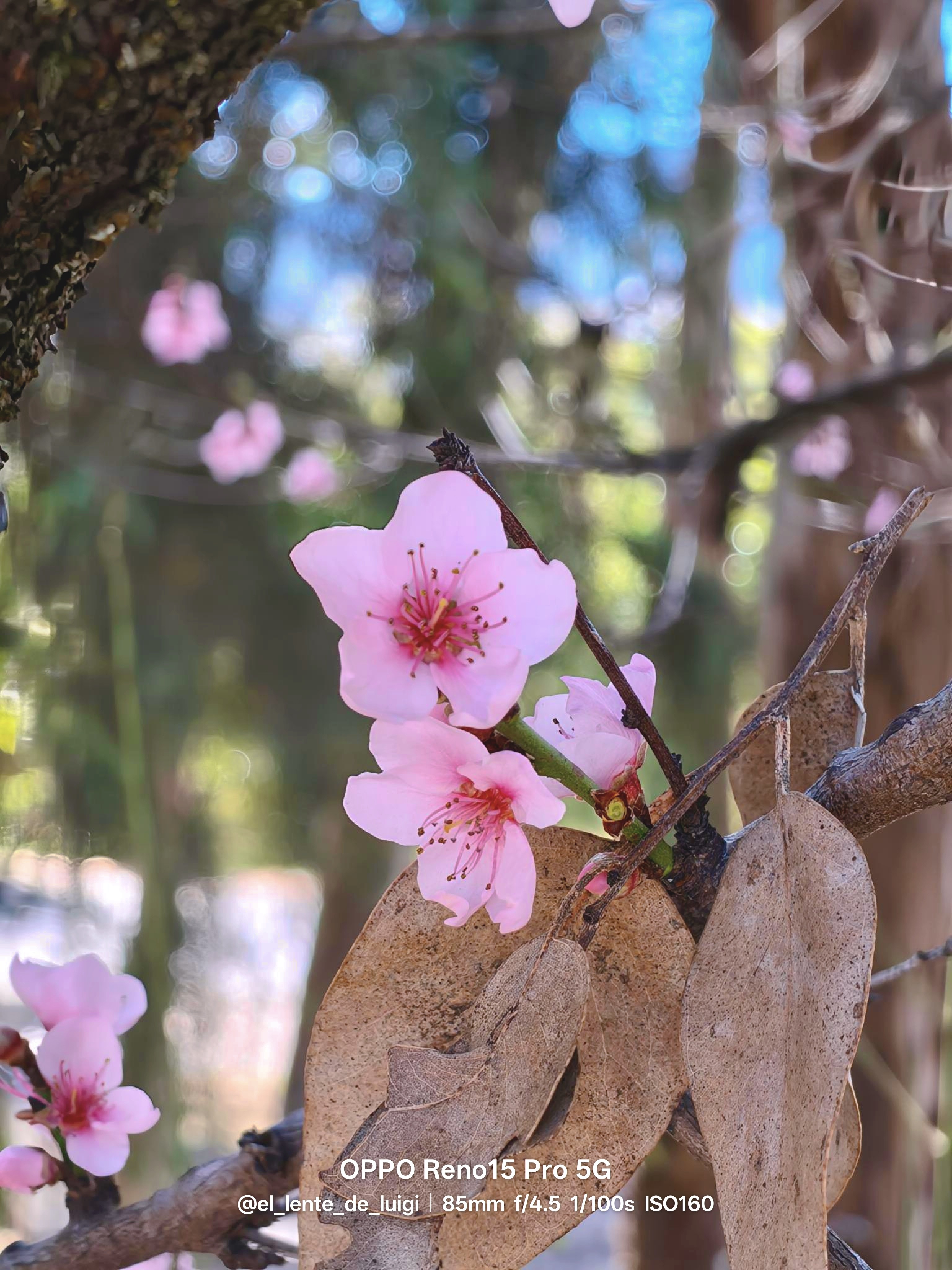 🌸 Discovering the Beauty of Flowers Through Portrait Mode