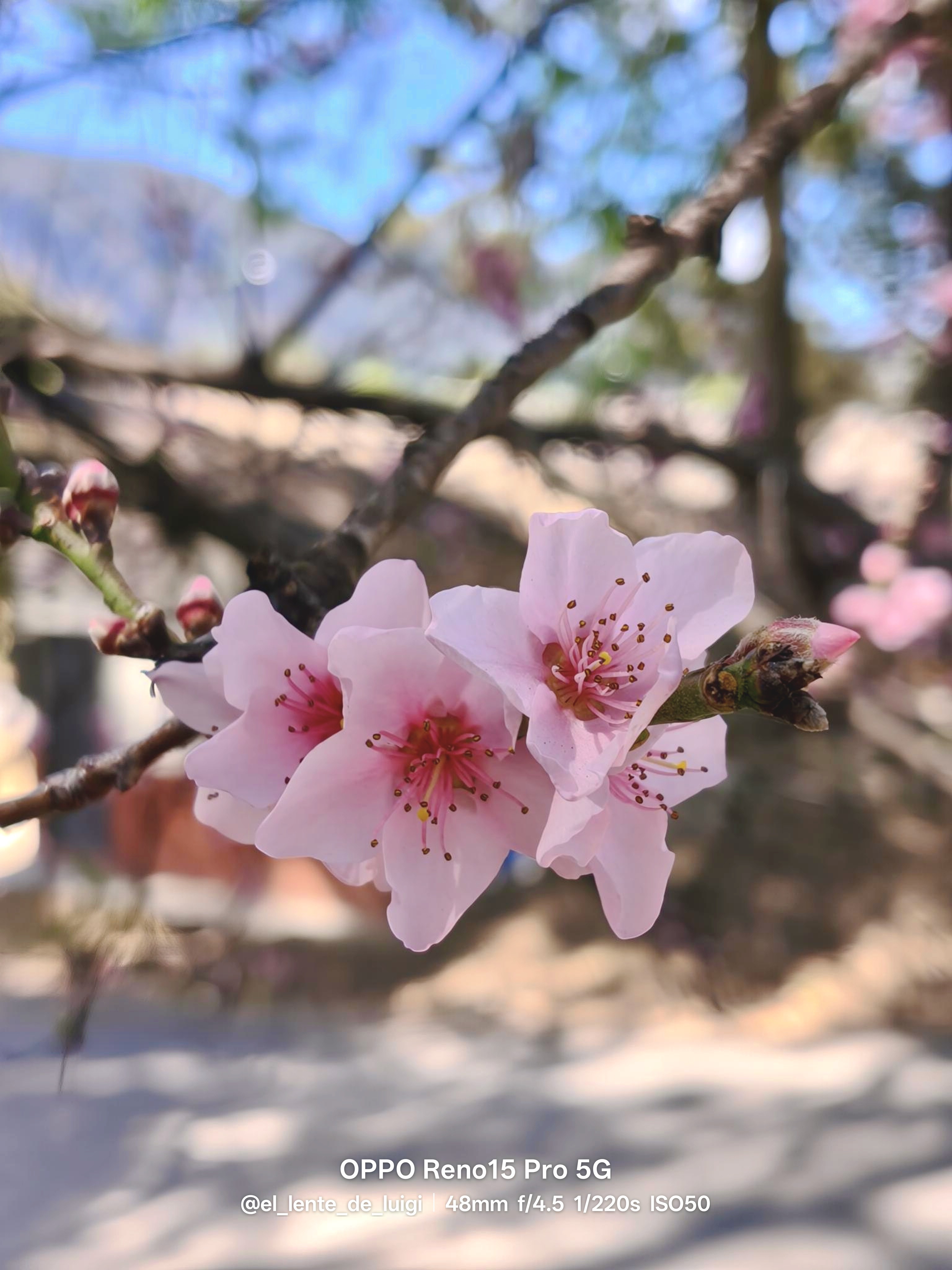 🌸 Discovering the Beauty of Flowers Through Portrait Mode