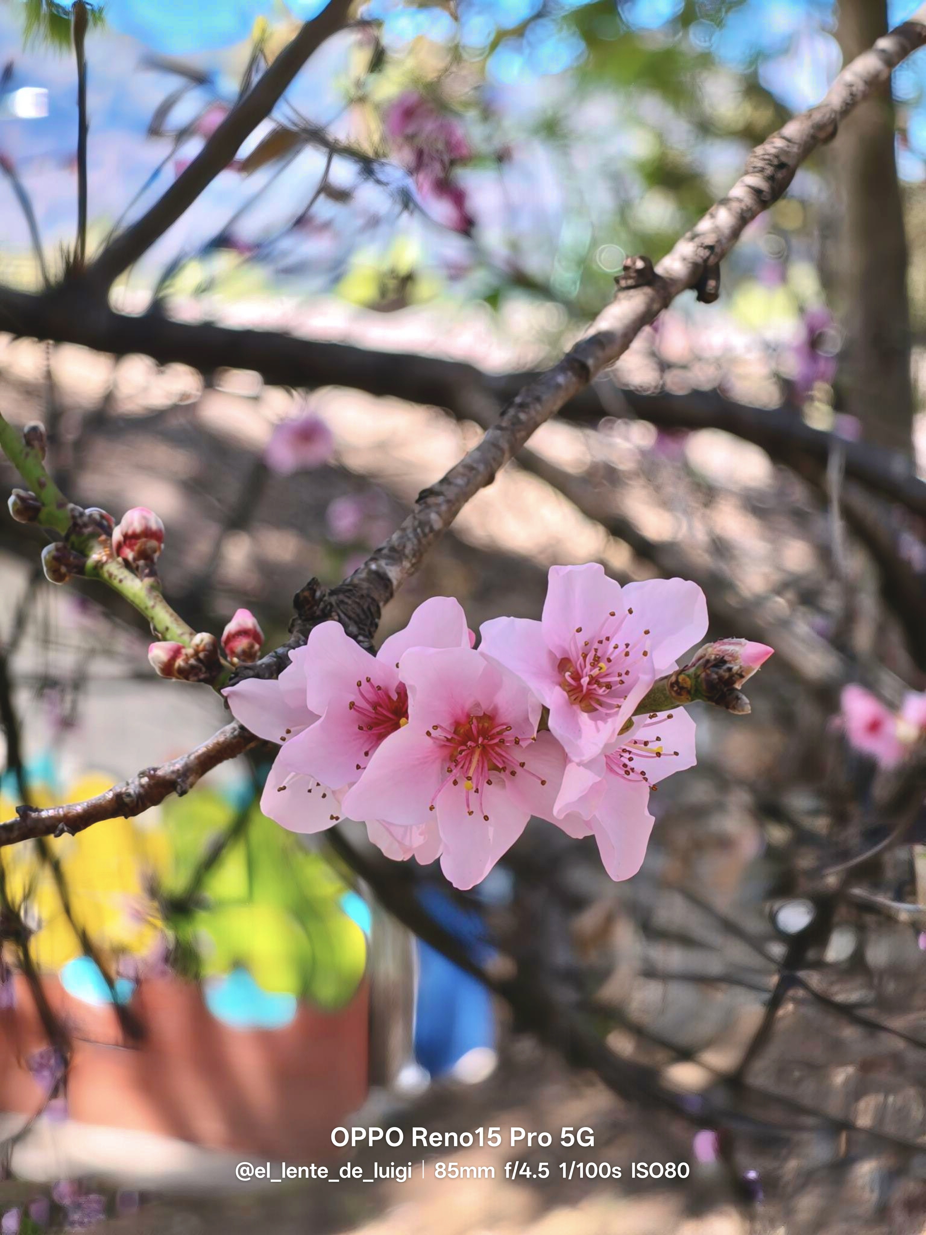 🌸 Discovering the Beauty of Flowers Through Portrait Mode