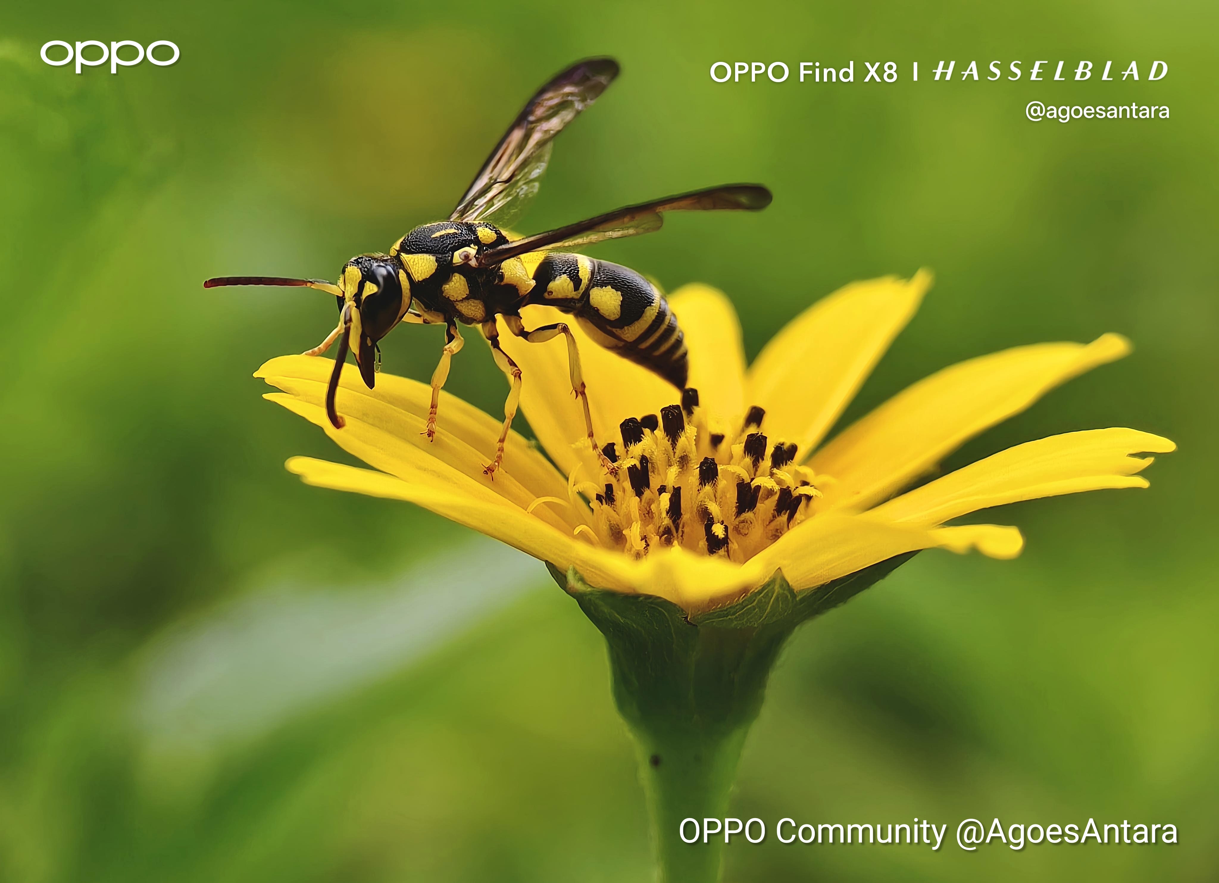 In one spot, several insects were captured flying and perchi