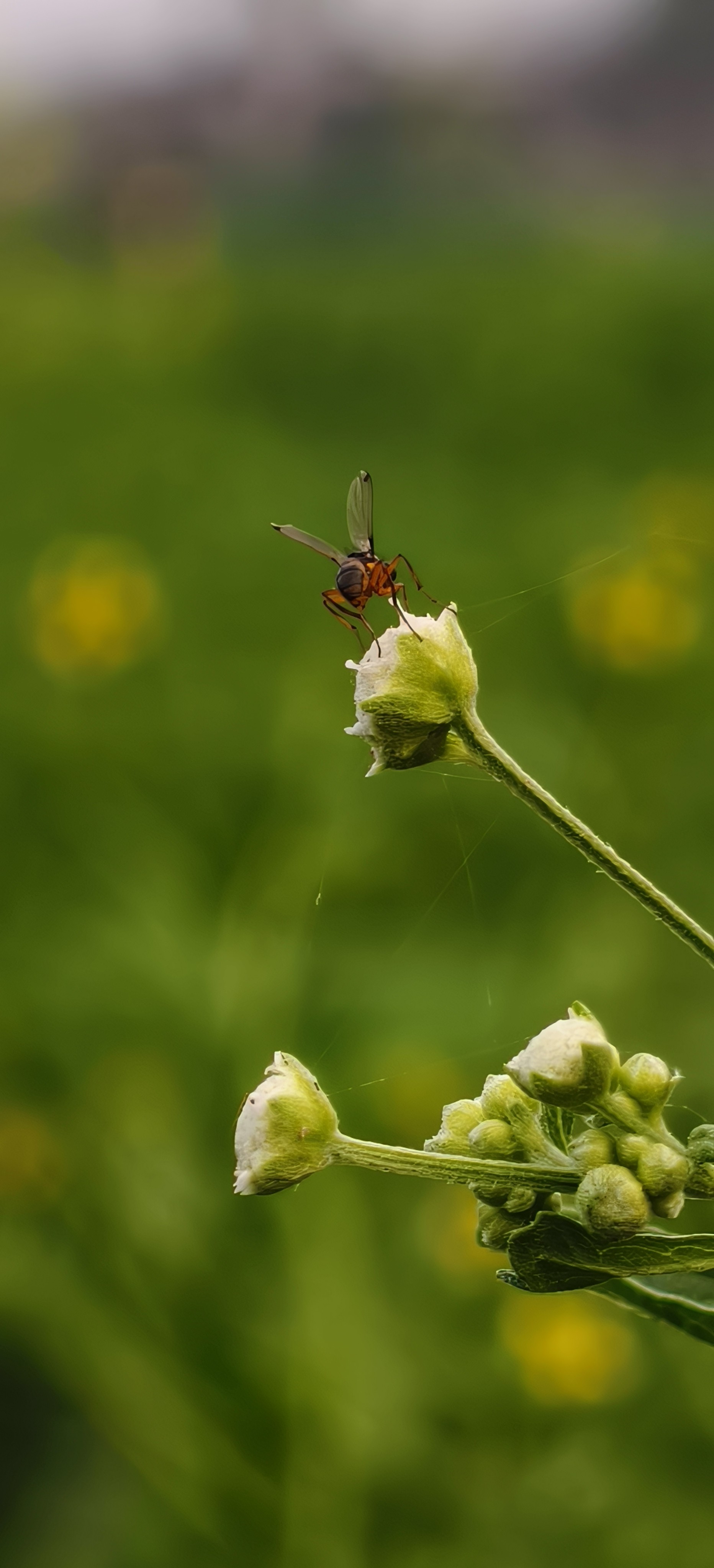 Hello everyone 🤠 hope all fine here some macro shoots today