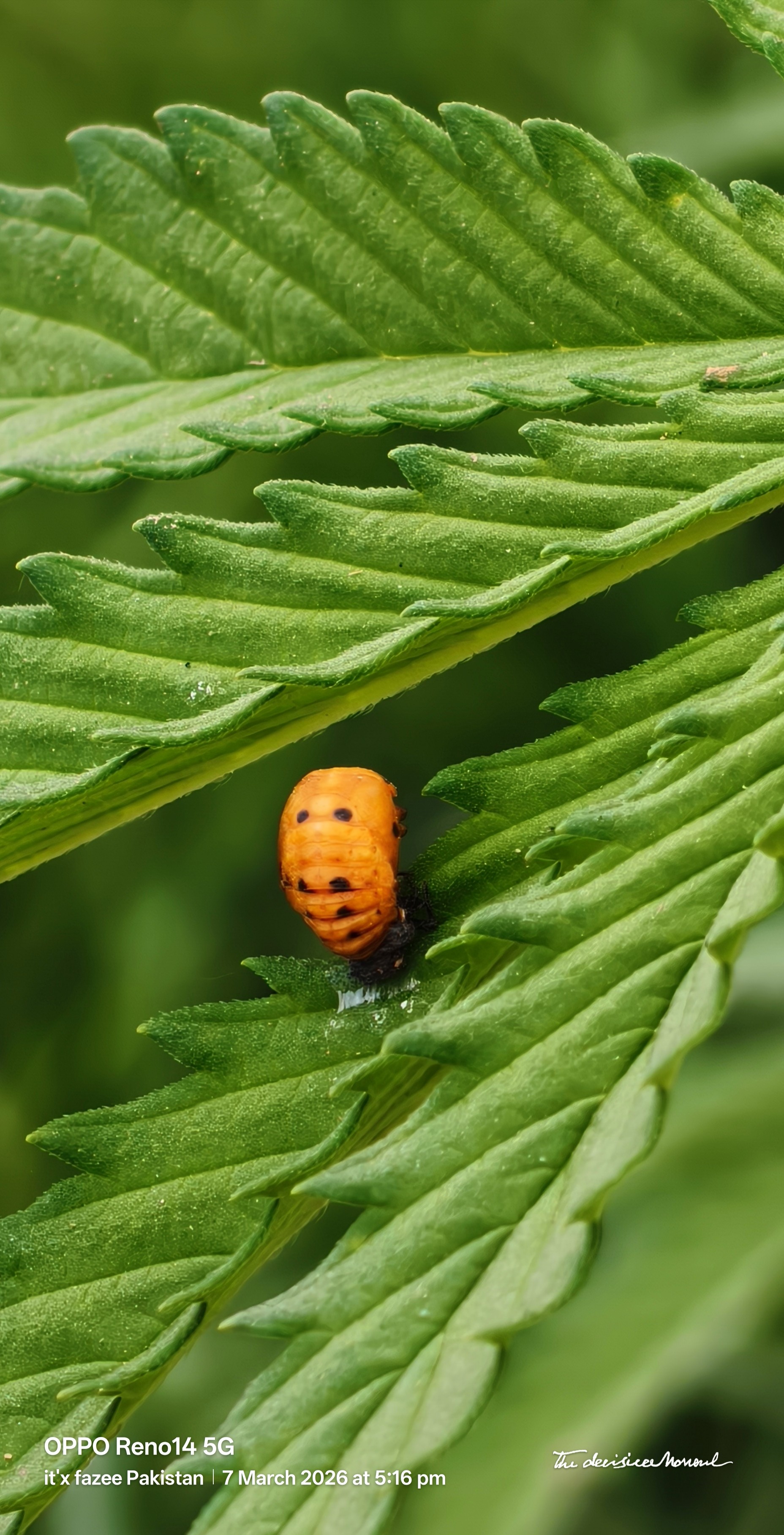 Hello everyone 🤠 hope all fine here some macro shoots today