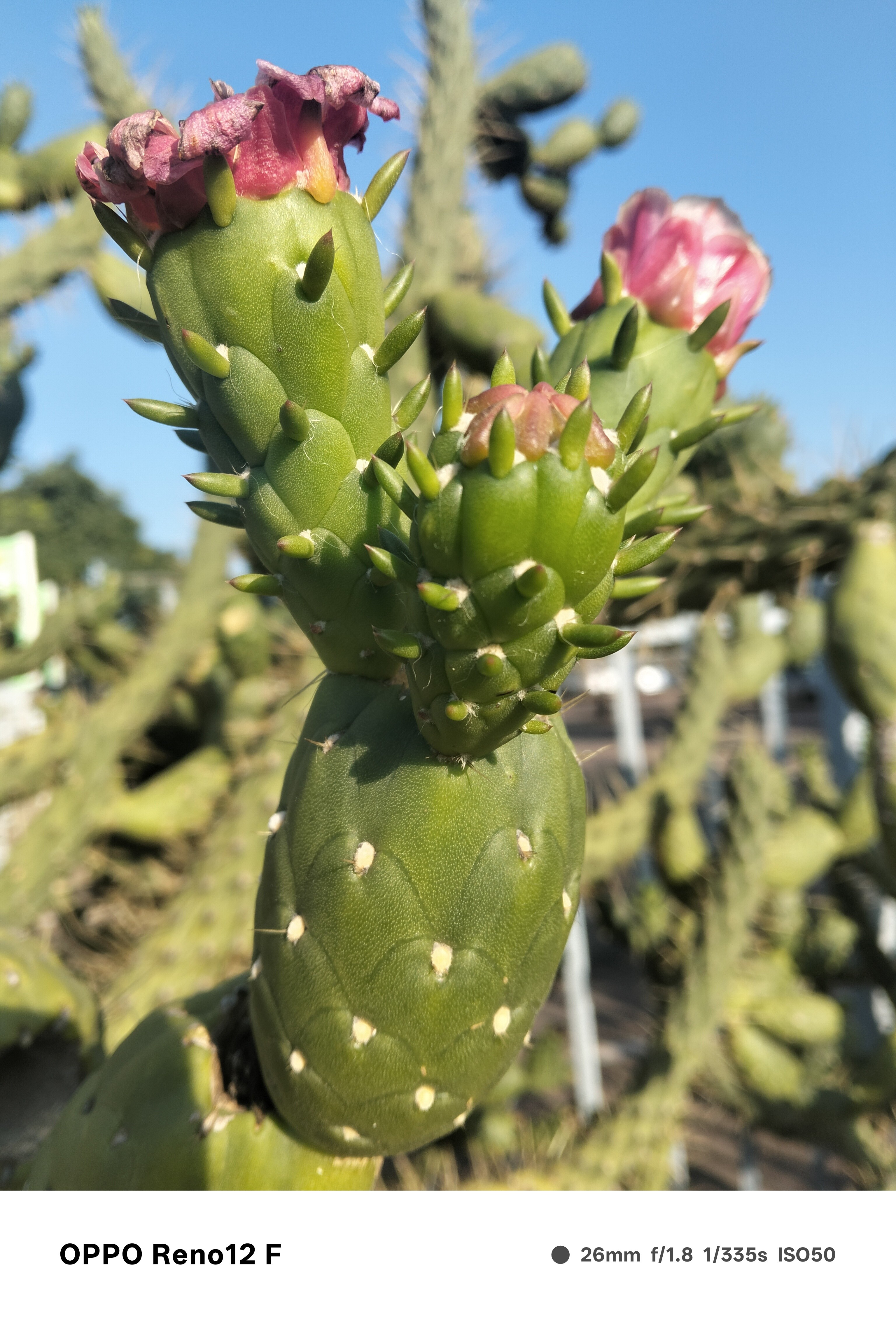 A charming green cactus proudly displays delicate pink bloss