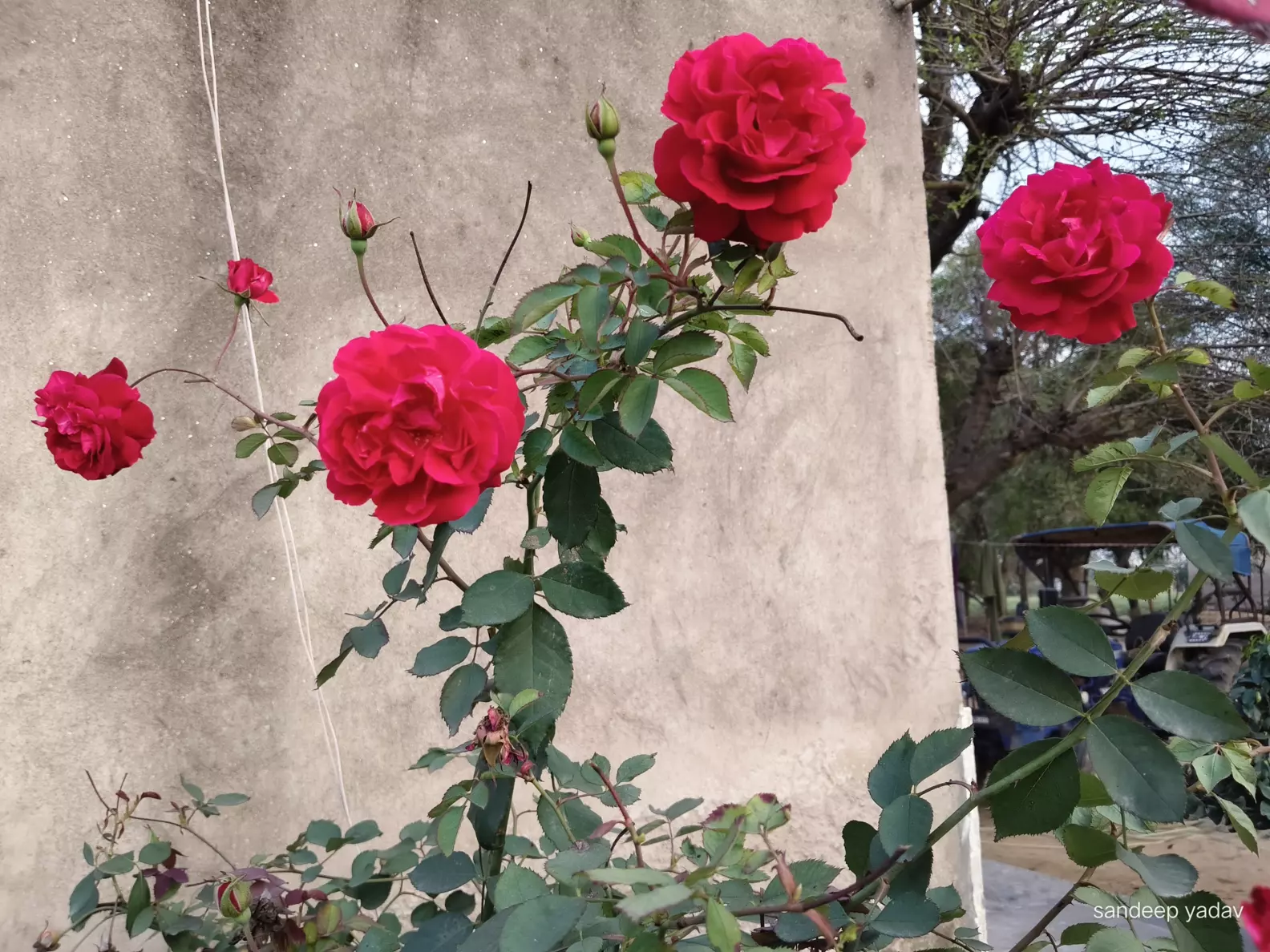 Normal Roses 🌹🌹Nothing beats the sight of garden-grown roses in full bl