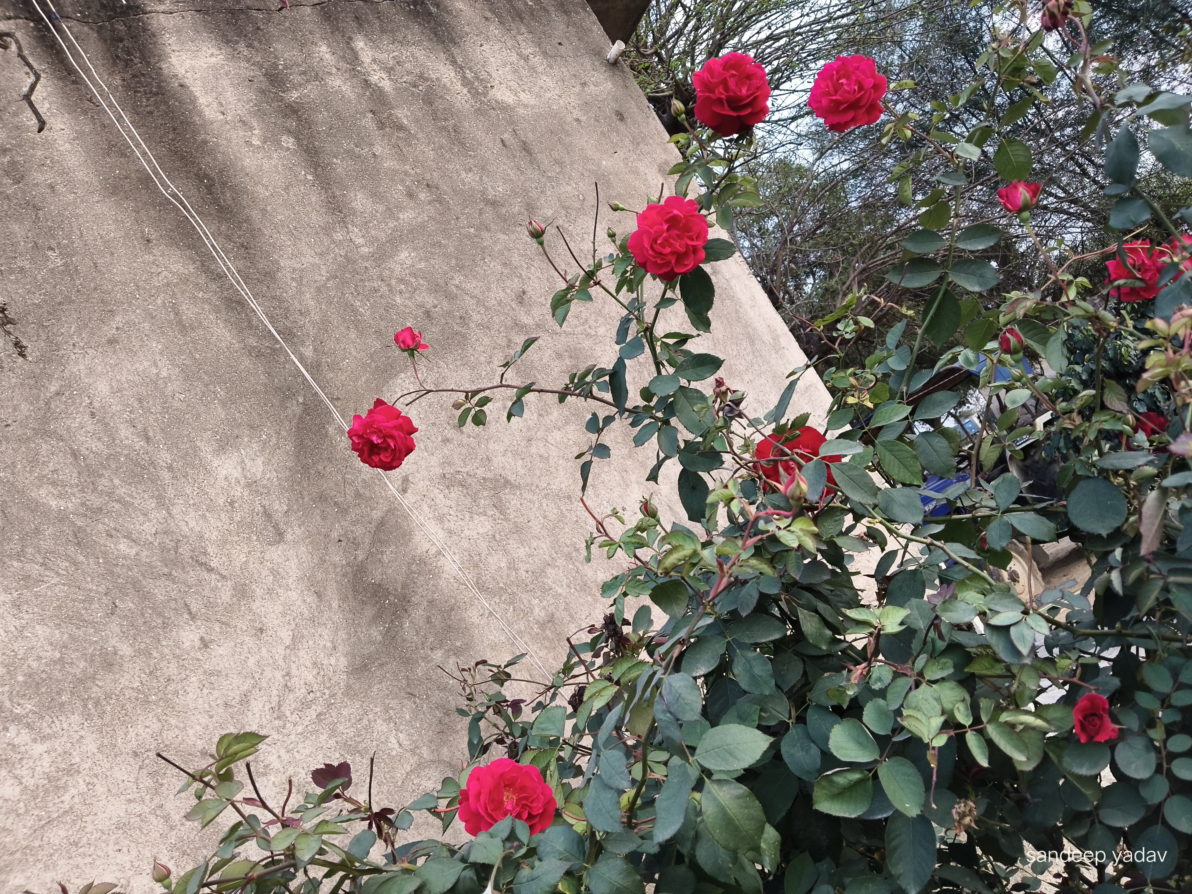 ๐น๐นNothing beats the sight of garden-grown roses in full bl