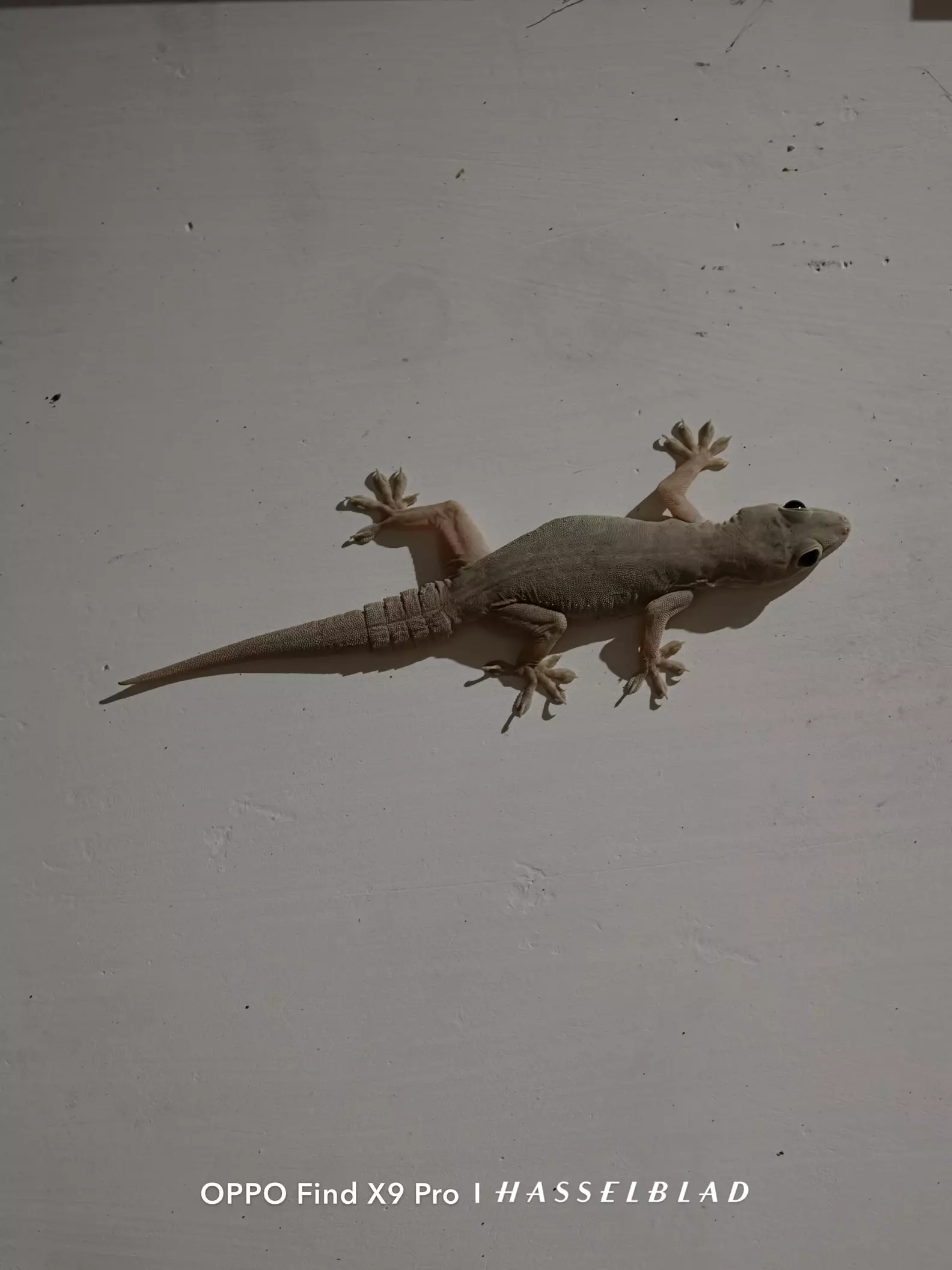 Mot ๐ฆ Lizard