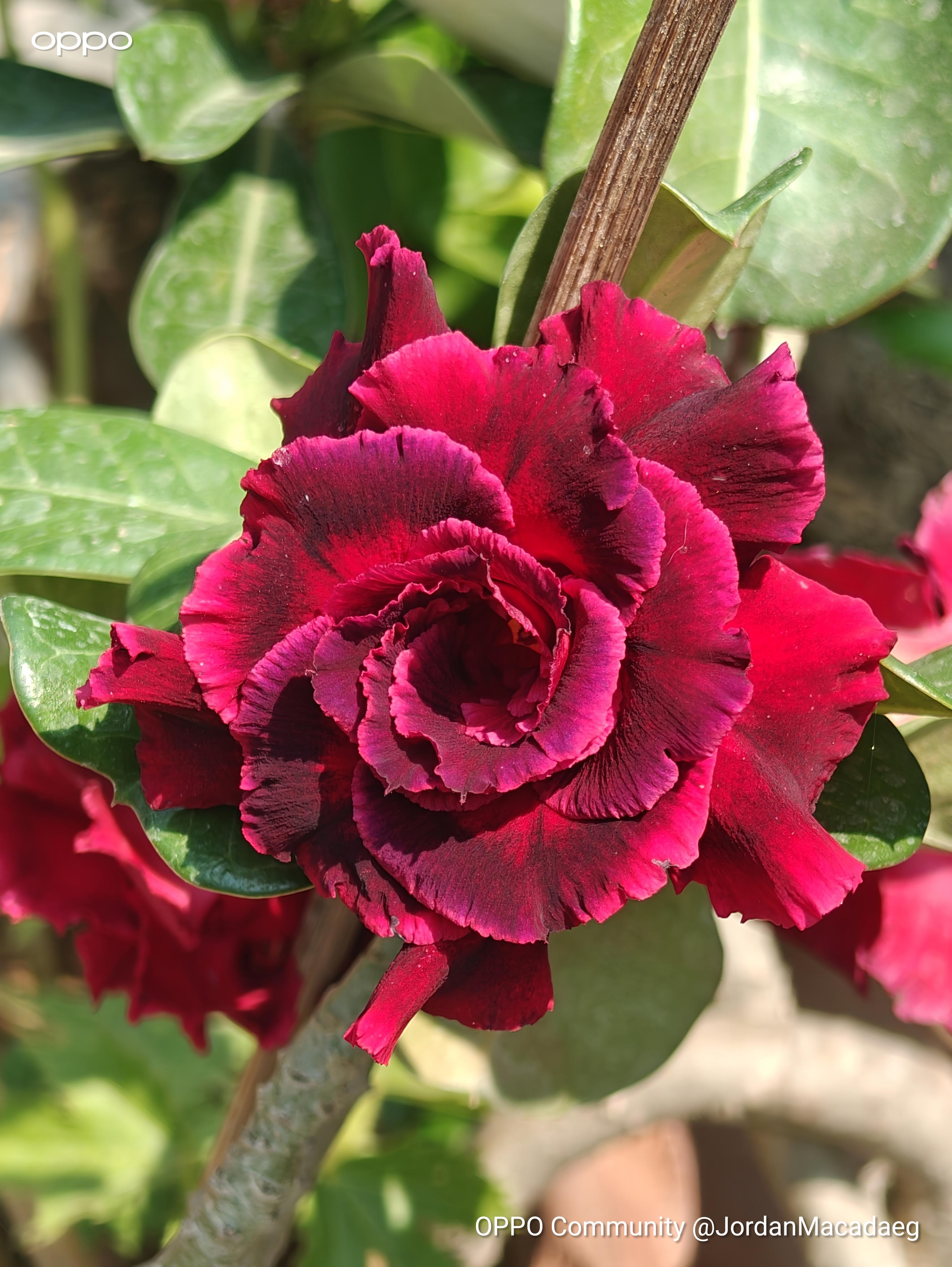 While visiting my sister’s garden, this vibrant red adenium