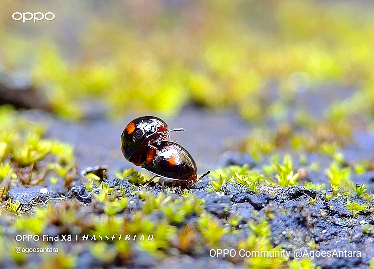This super tiny insect challenging me to hold my breath 😃🤭