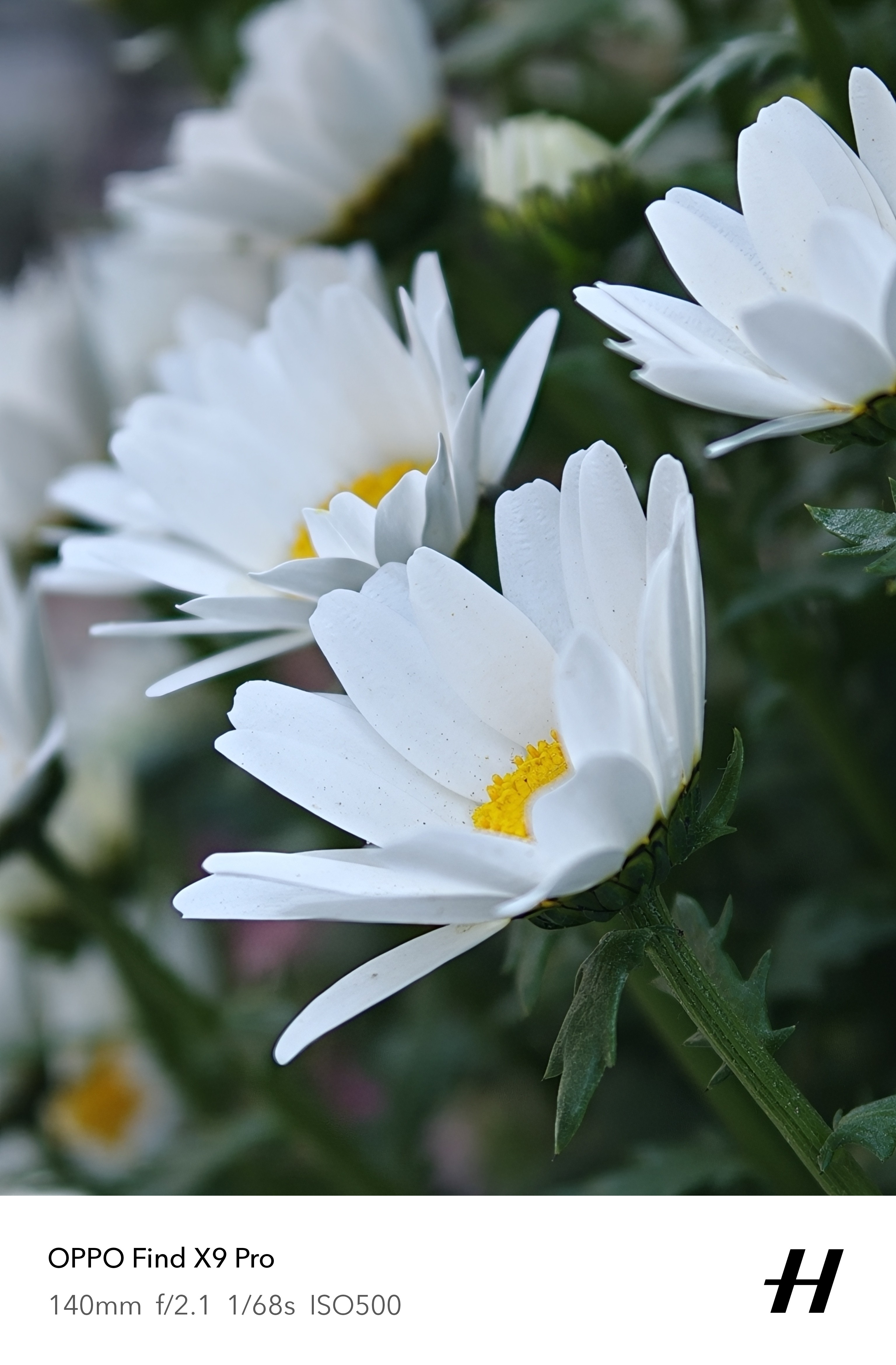 Flower's time, here's some photos!