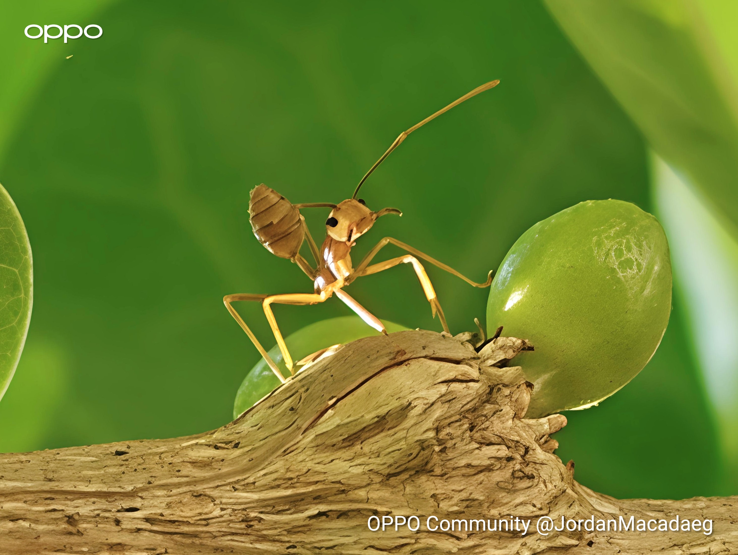 [The Lifting Hand: Jordan] My Phone vs. Tiny Insects