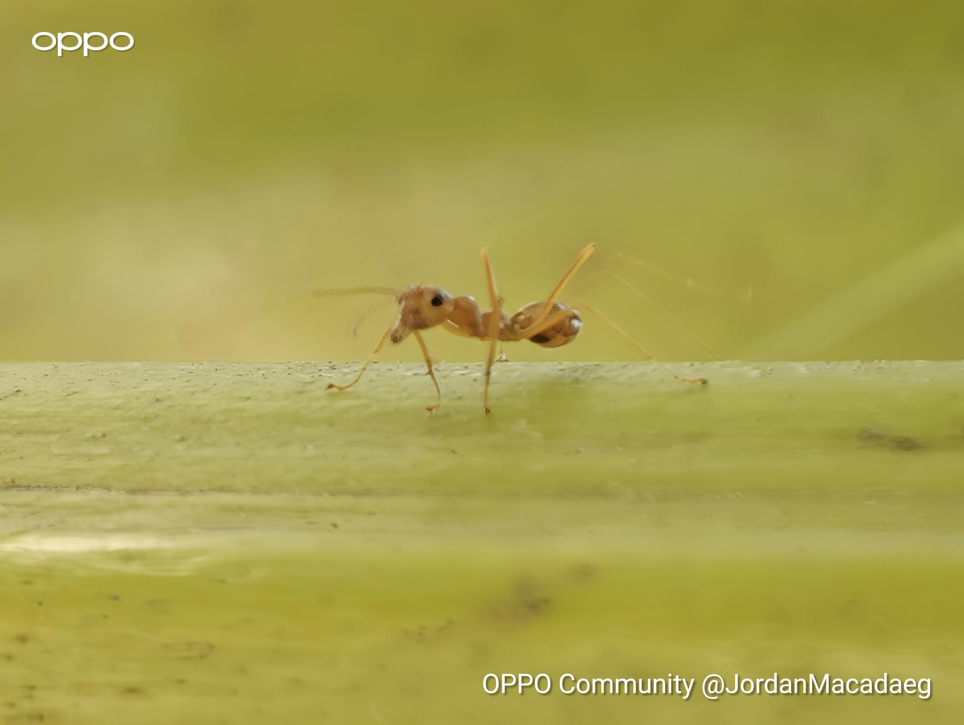 [The Lifting Hand: Jordan] My Phone vs. Tiny Insects