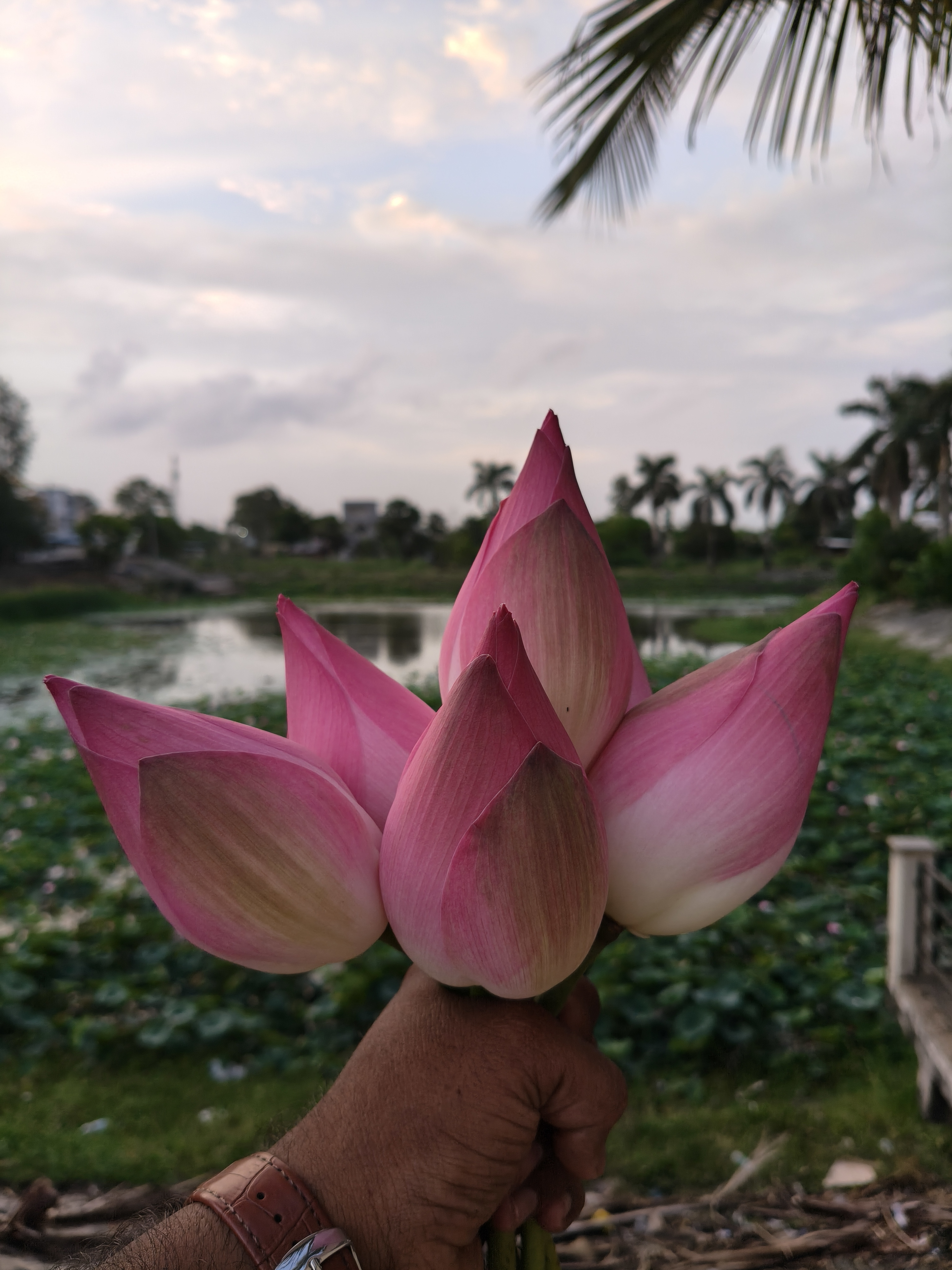 Lotus