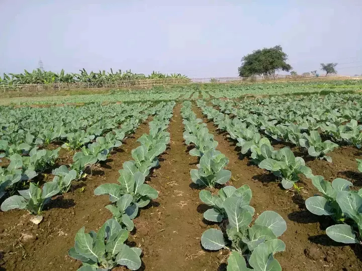 OPPO Global Community