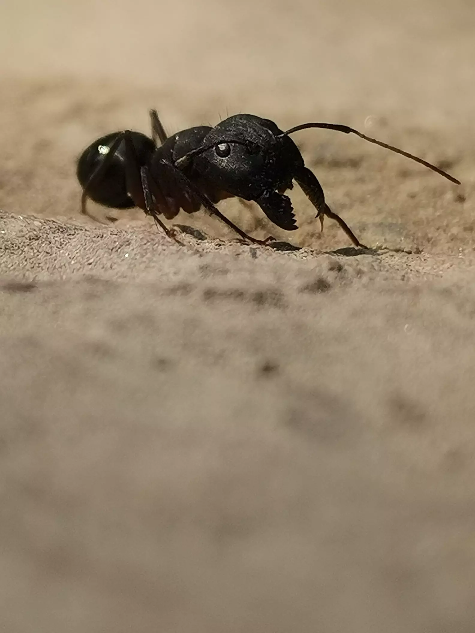 Angry ant. Its is my one of the best photo to click its natu