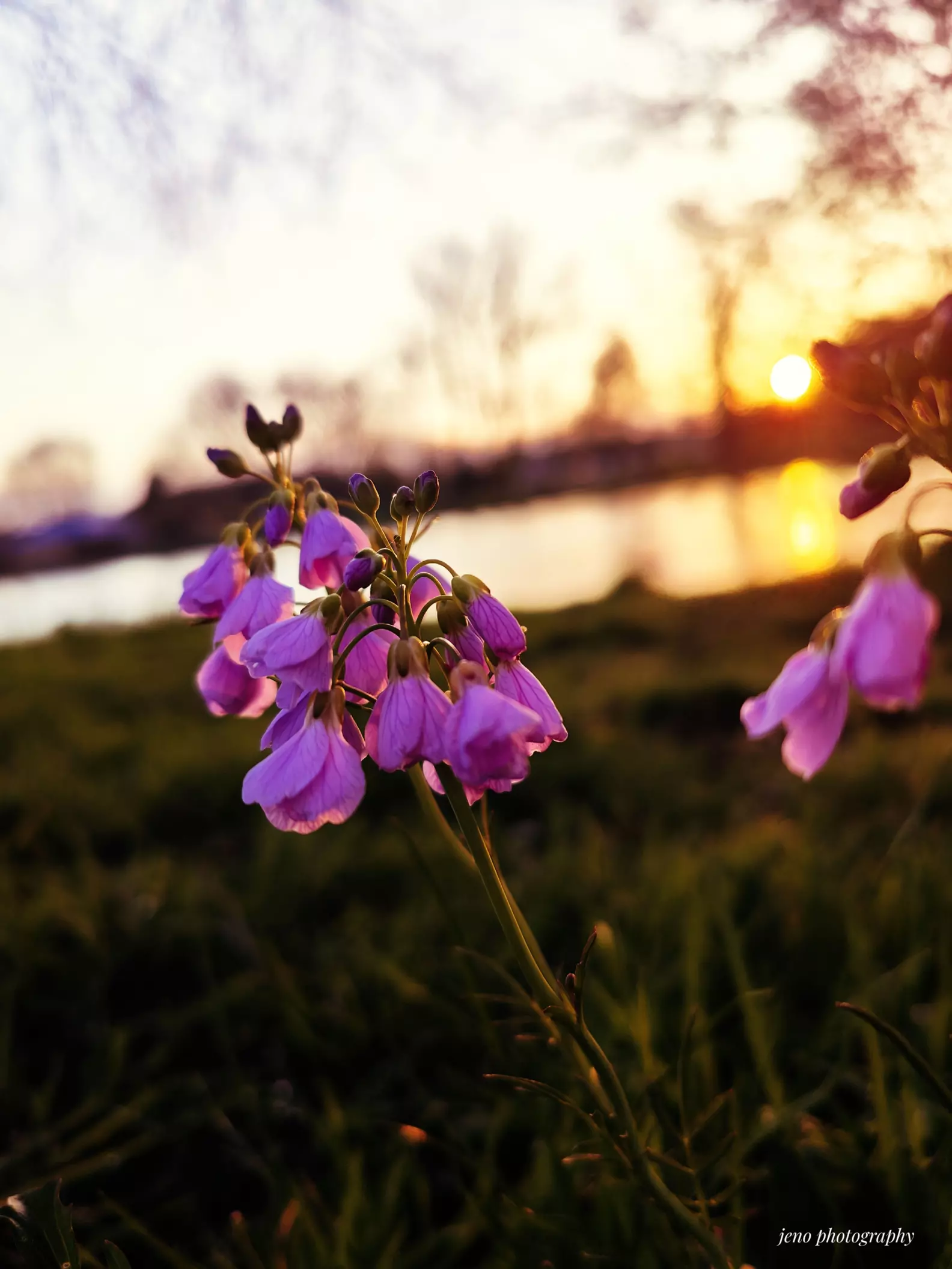 Picture Idea: Beautiful Spring Sunsetshot On Findsx5 Pro Edited