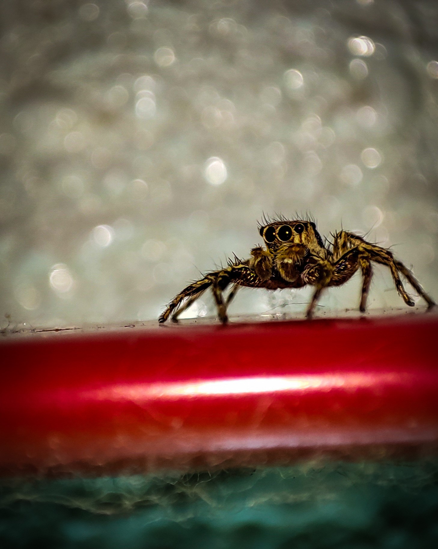 Midas Spider Arachnid Adventures: Spider's Quest