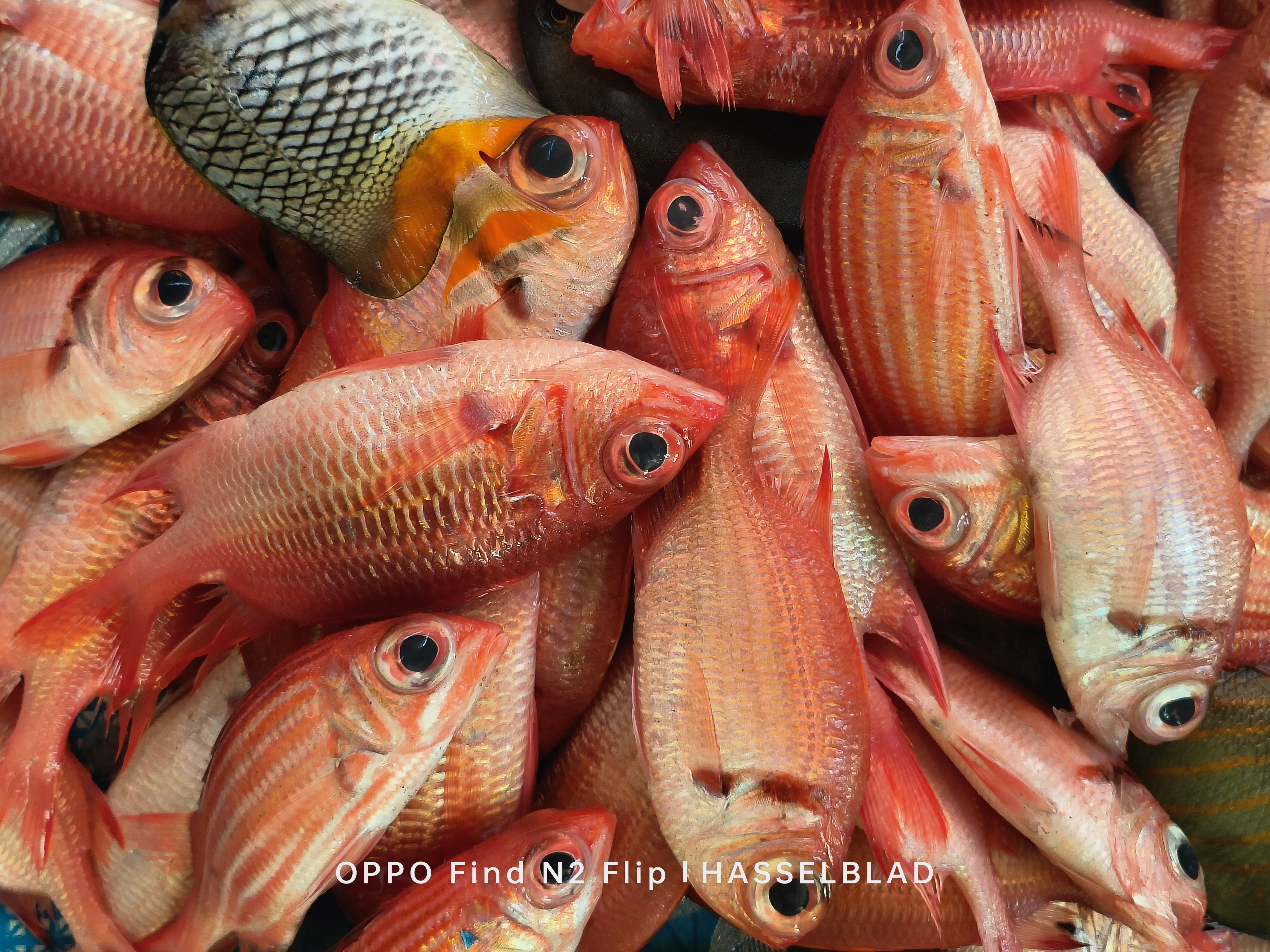 WORLD OCEAN DAY