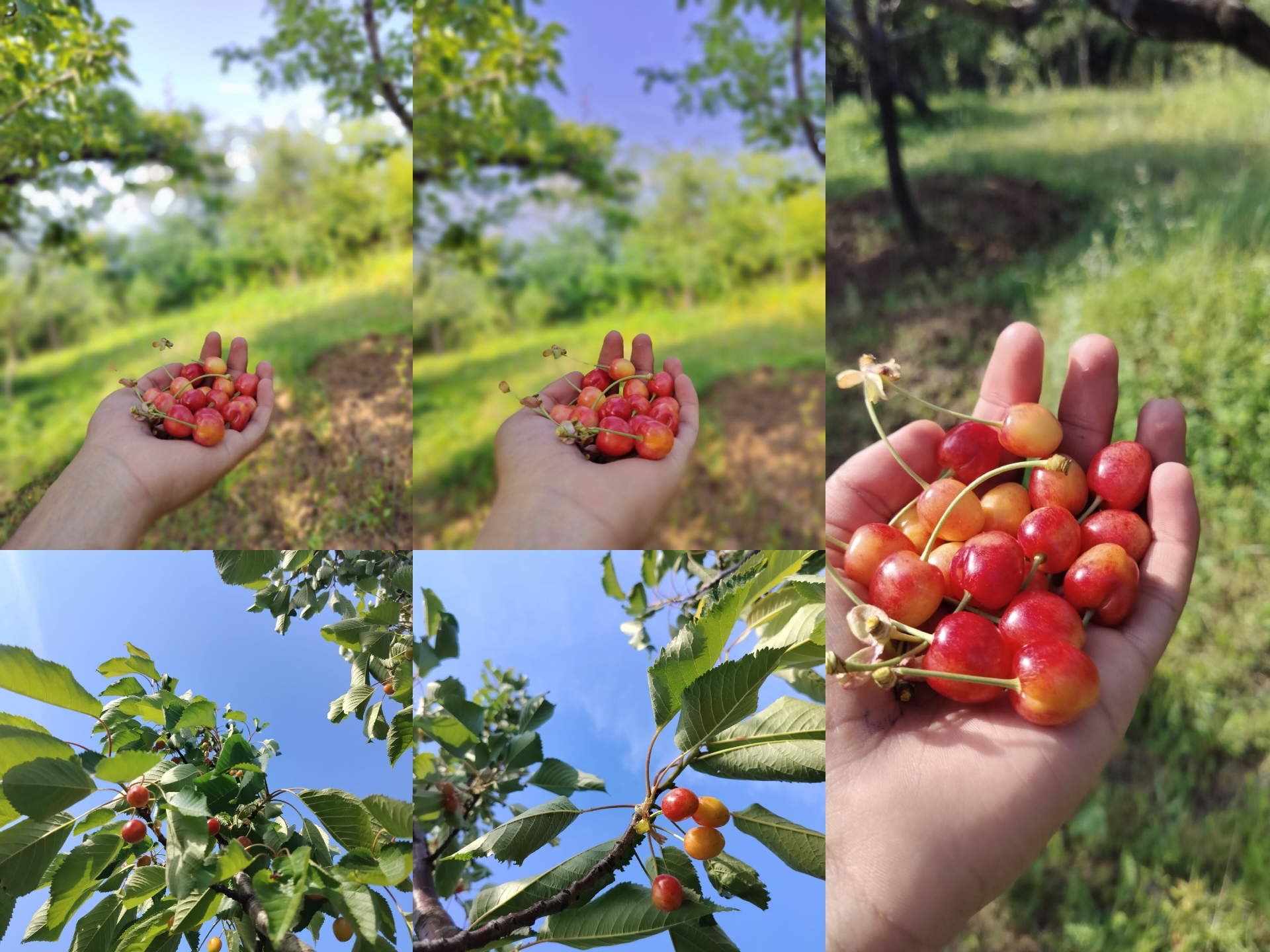 This Friday is Cherry Friday. Fruits can always relax our mo