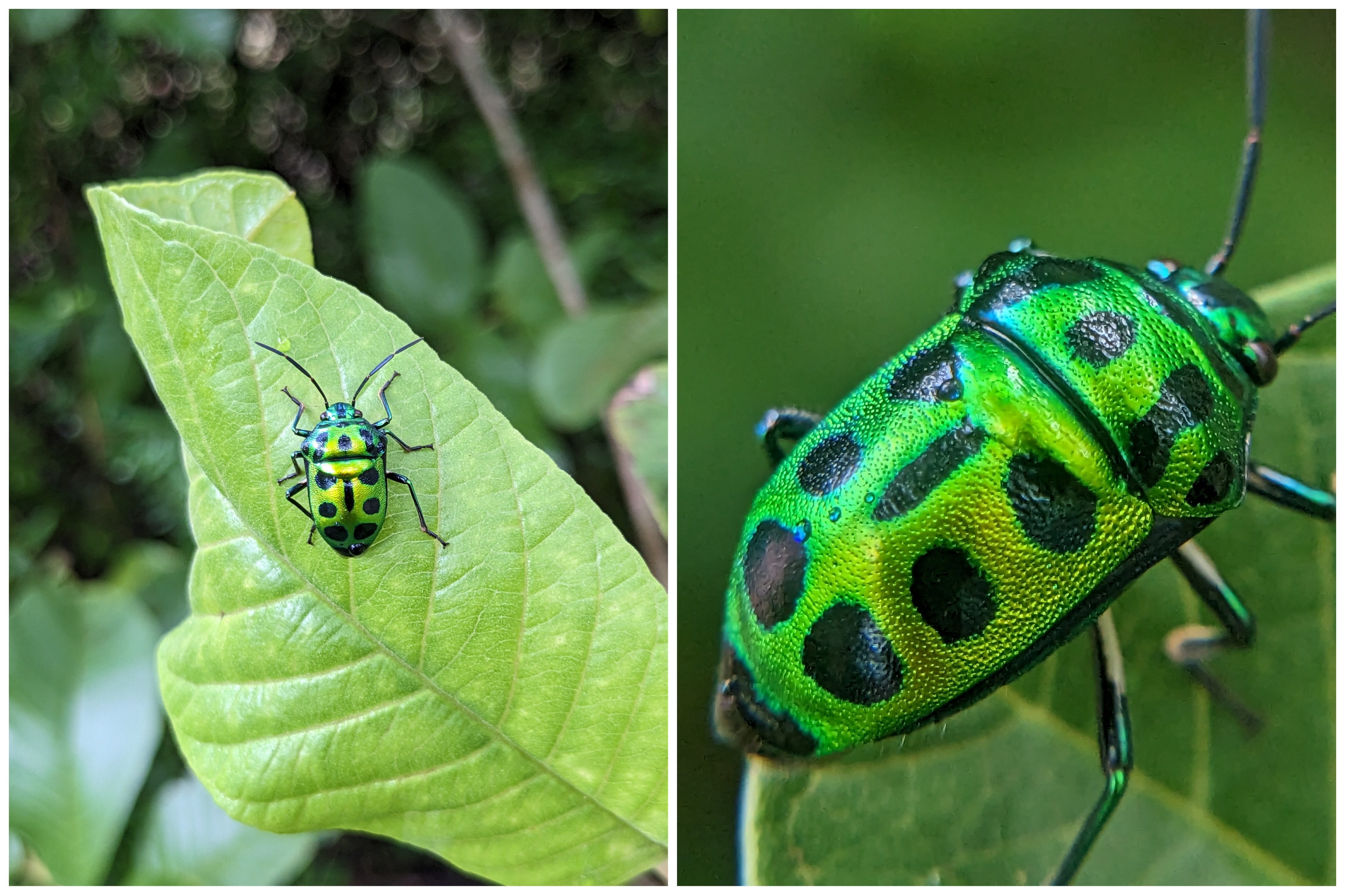 Exploring the World Through Normal and Macro Photography🔎