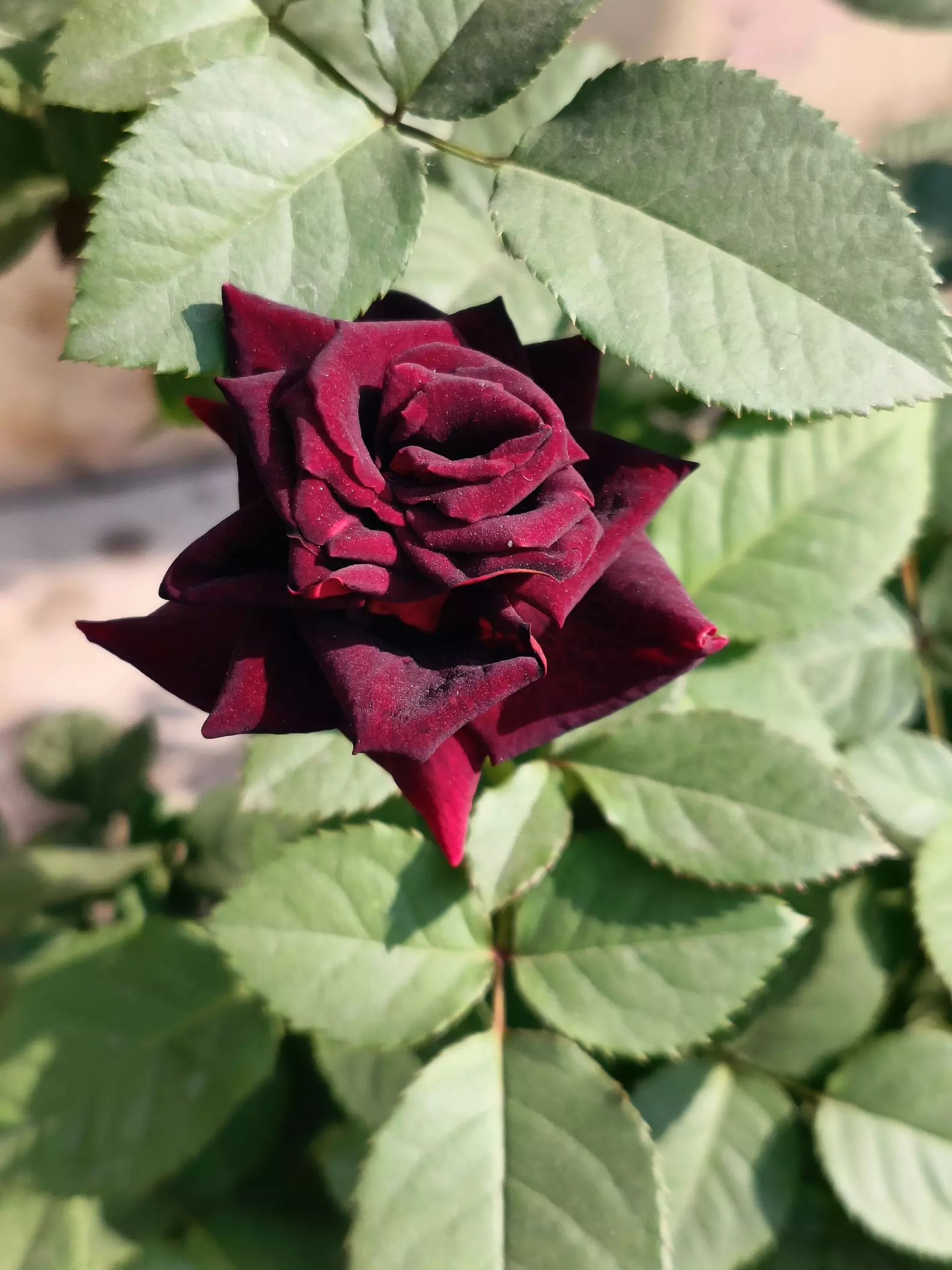 Winter can enhance the color of a deep dark r Red rose to gi