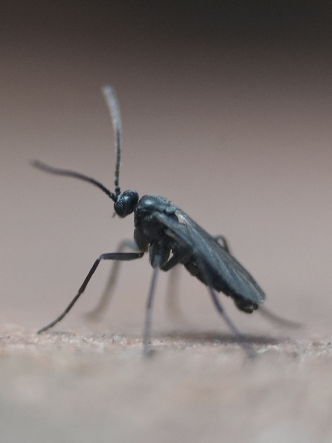 Micro Camera Insects Camera Gear - micro-macro