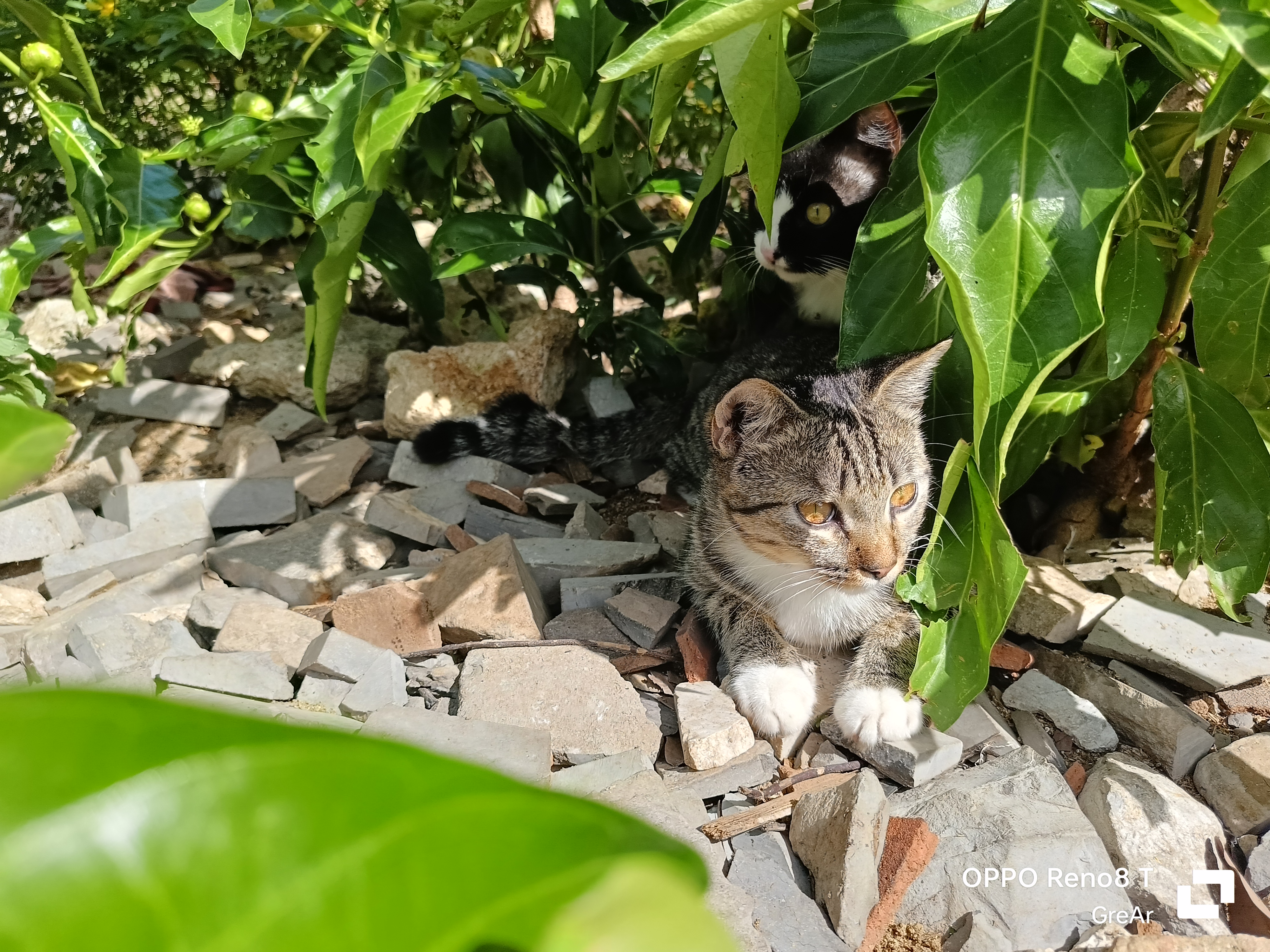 Beautiful cats 💚What are you doing! Hey! 😍😍Niki and Nik-n