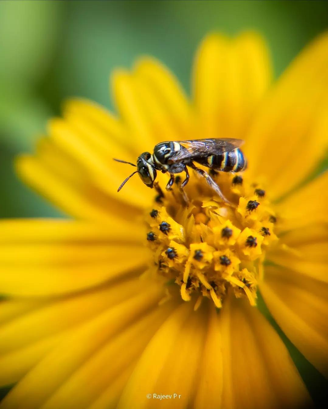 The Unbrakable Bond - Bee & Flower@Hamilton JohnDelbert @suj