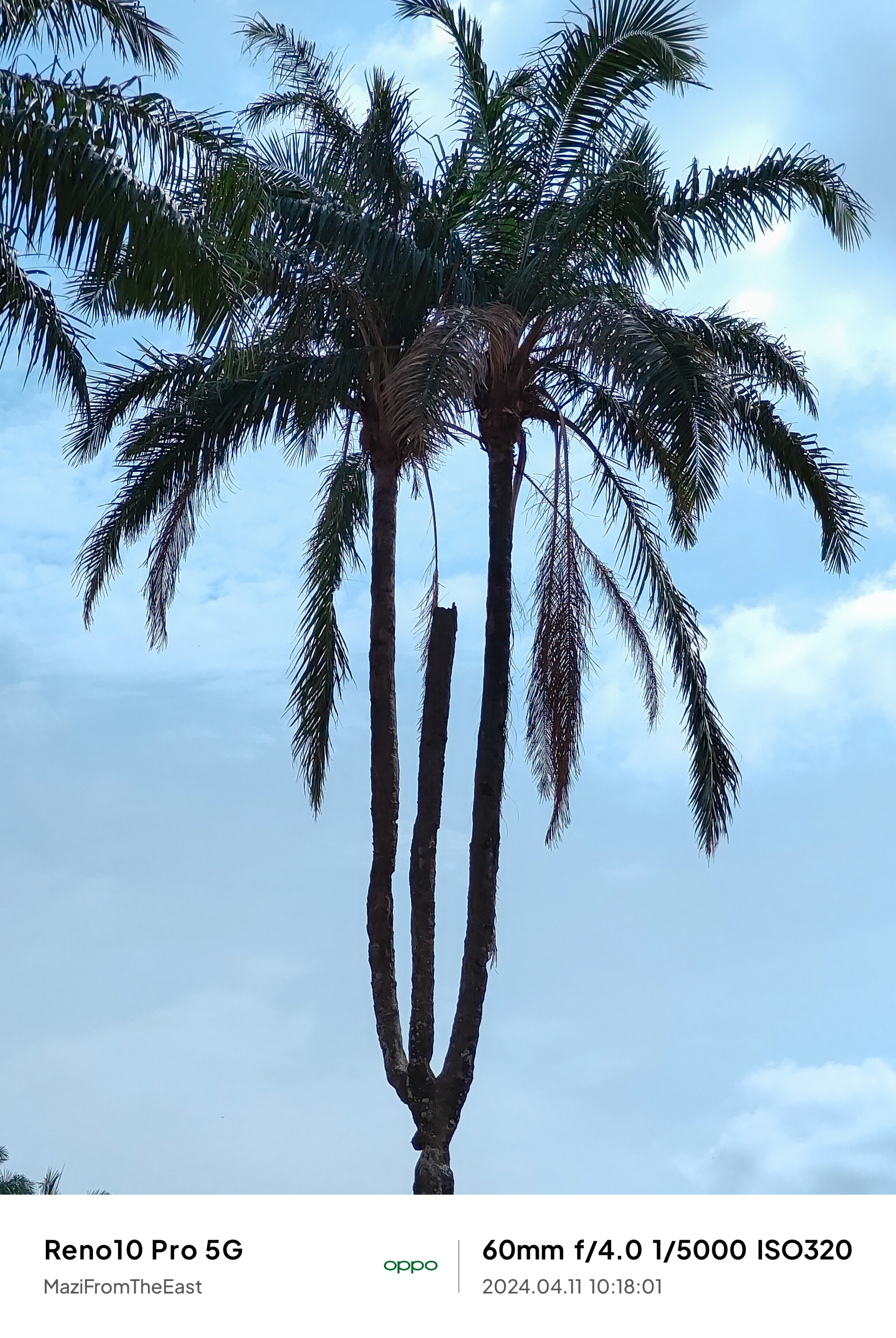 The