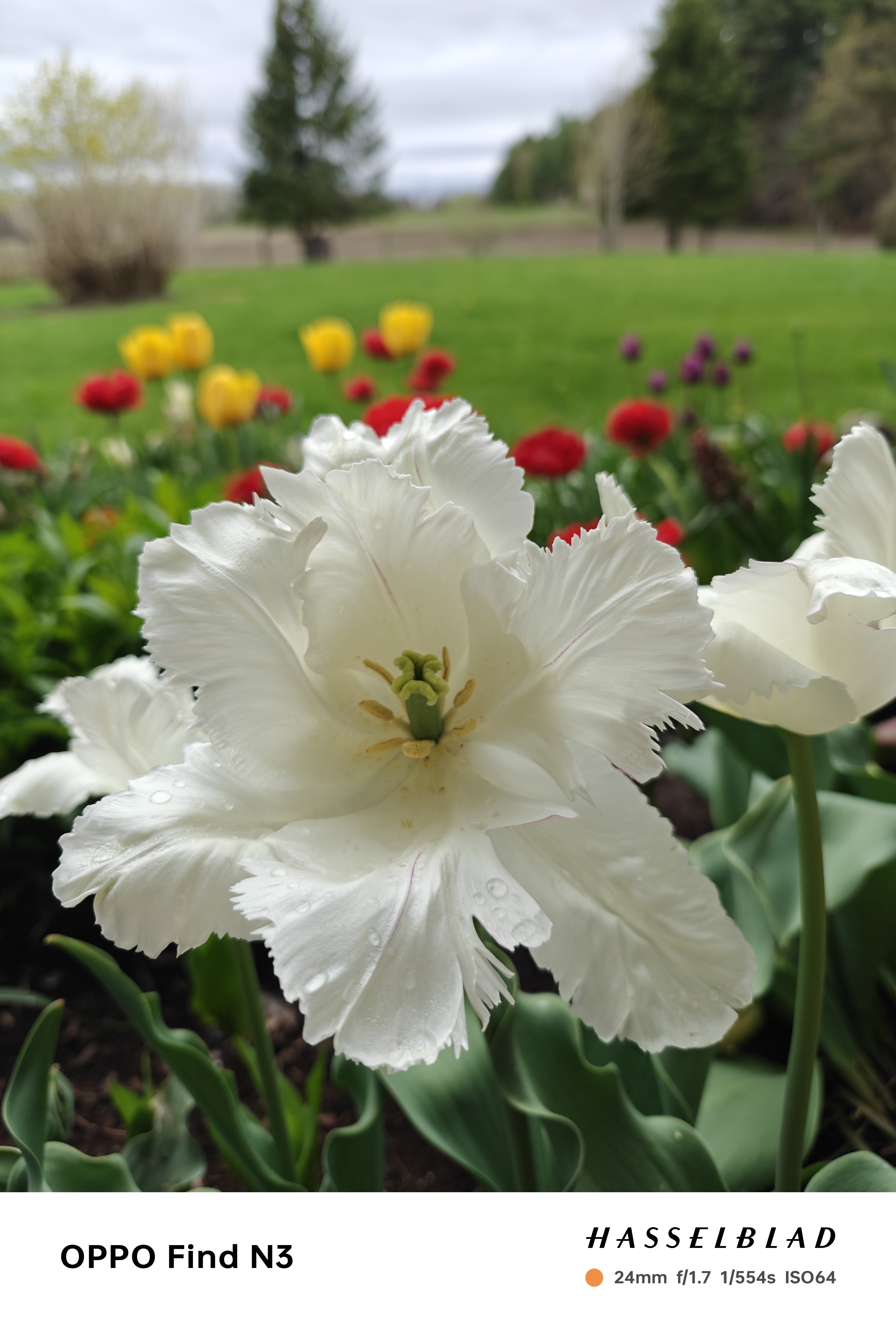 Flowers from my Garden, Spring 2024