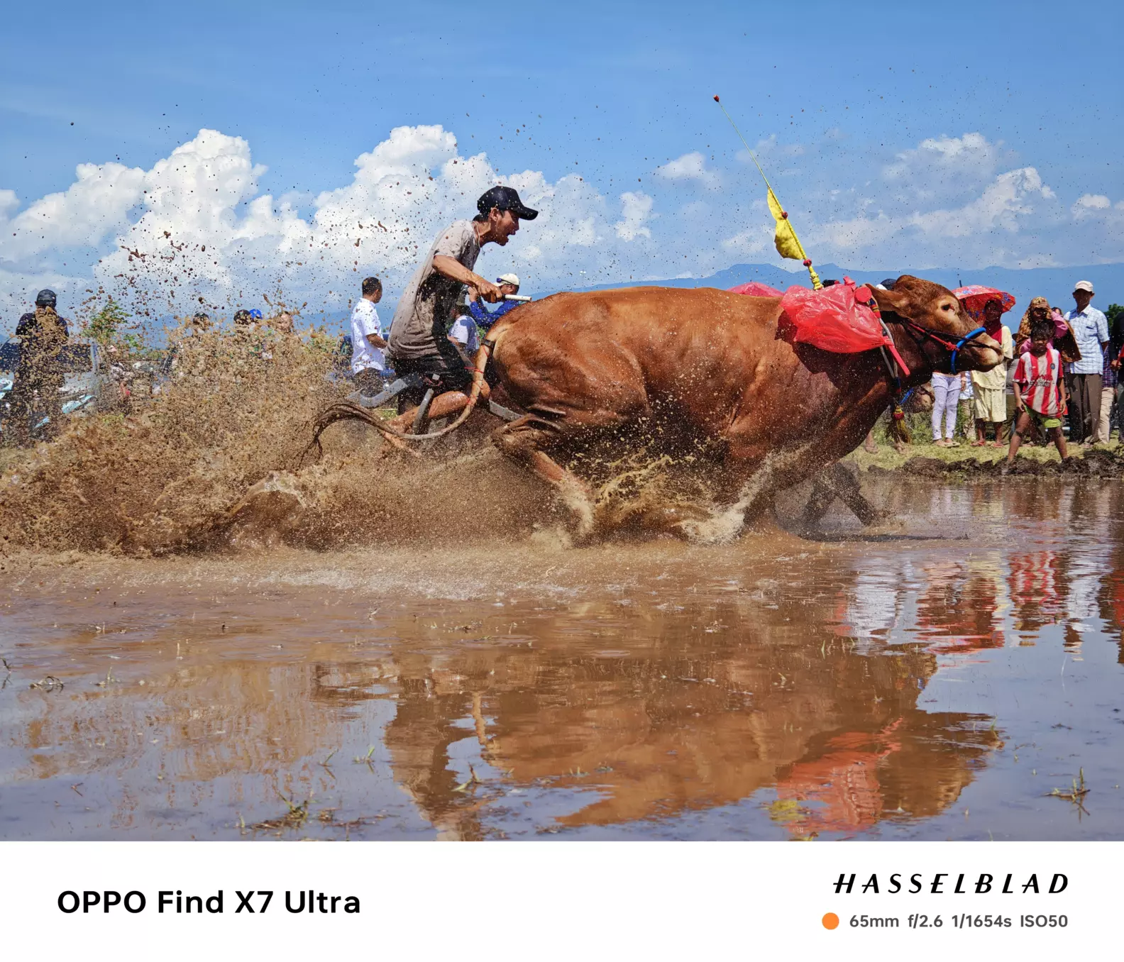 Brujul Cattle Race